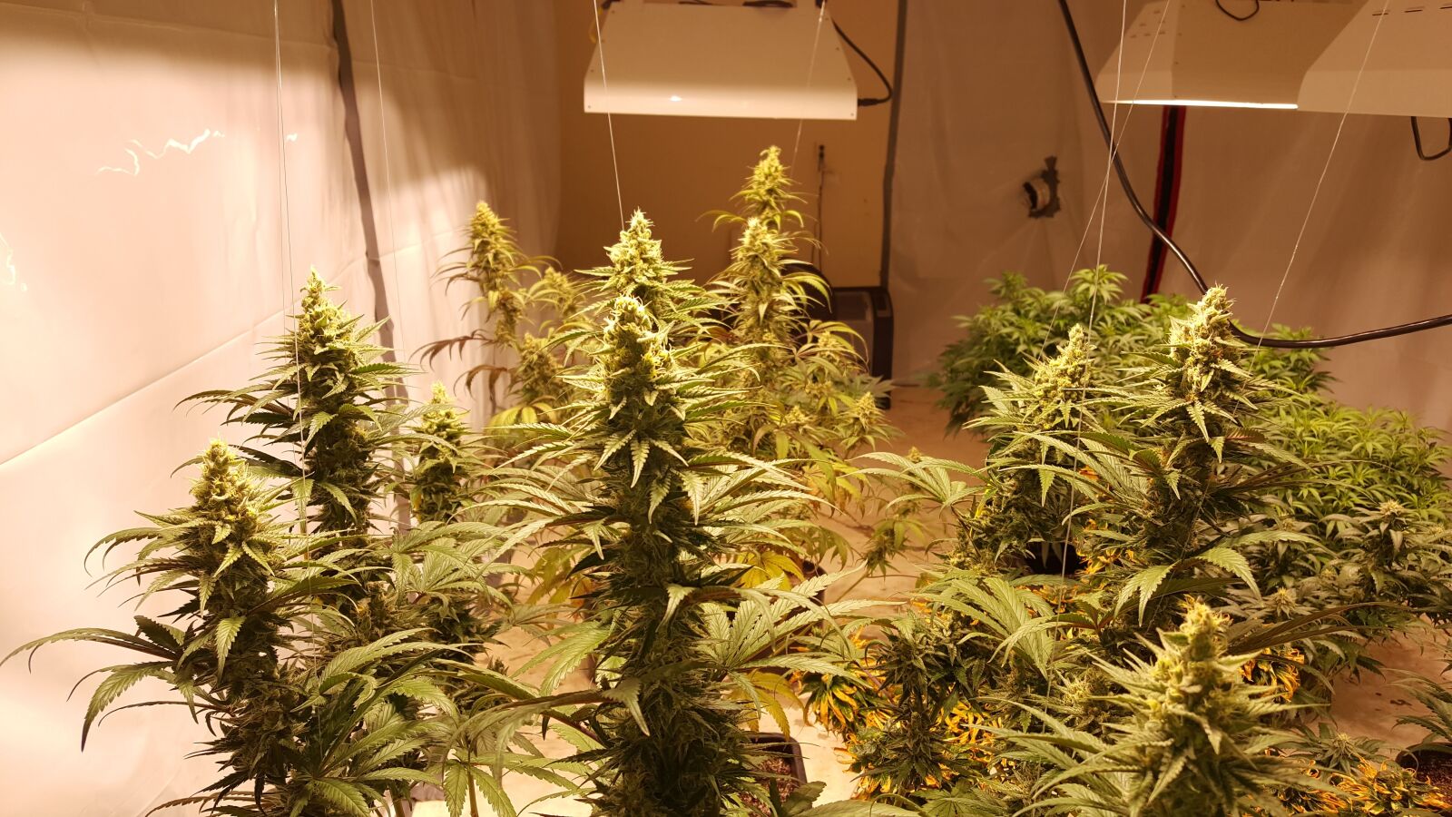 Samsung Galaxy Note5 sample photo. Cannabis, grow, marihuana photography