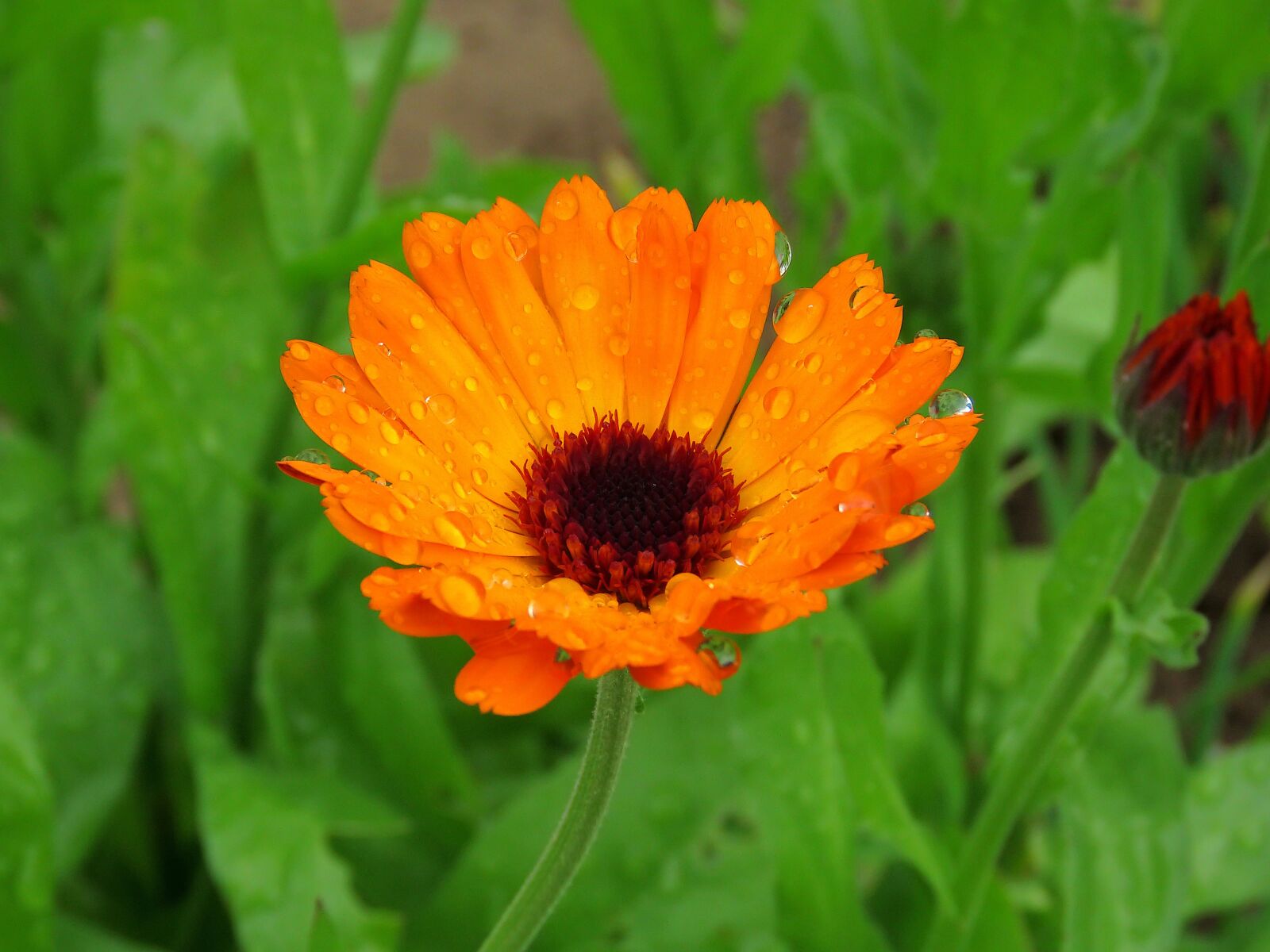 Canon PowerShot SX60 HS sample photo. Flower, calendula, drops photography