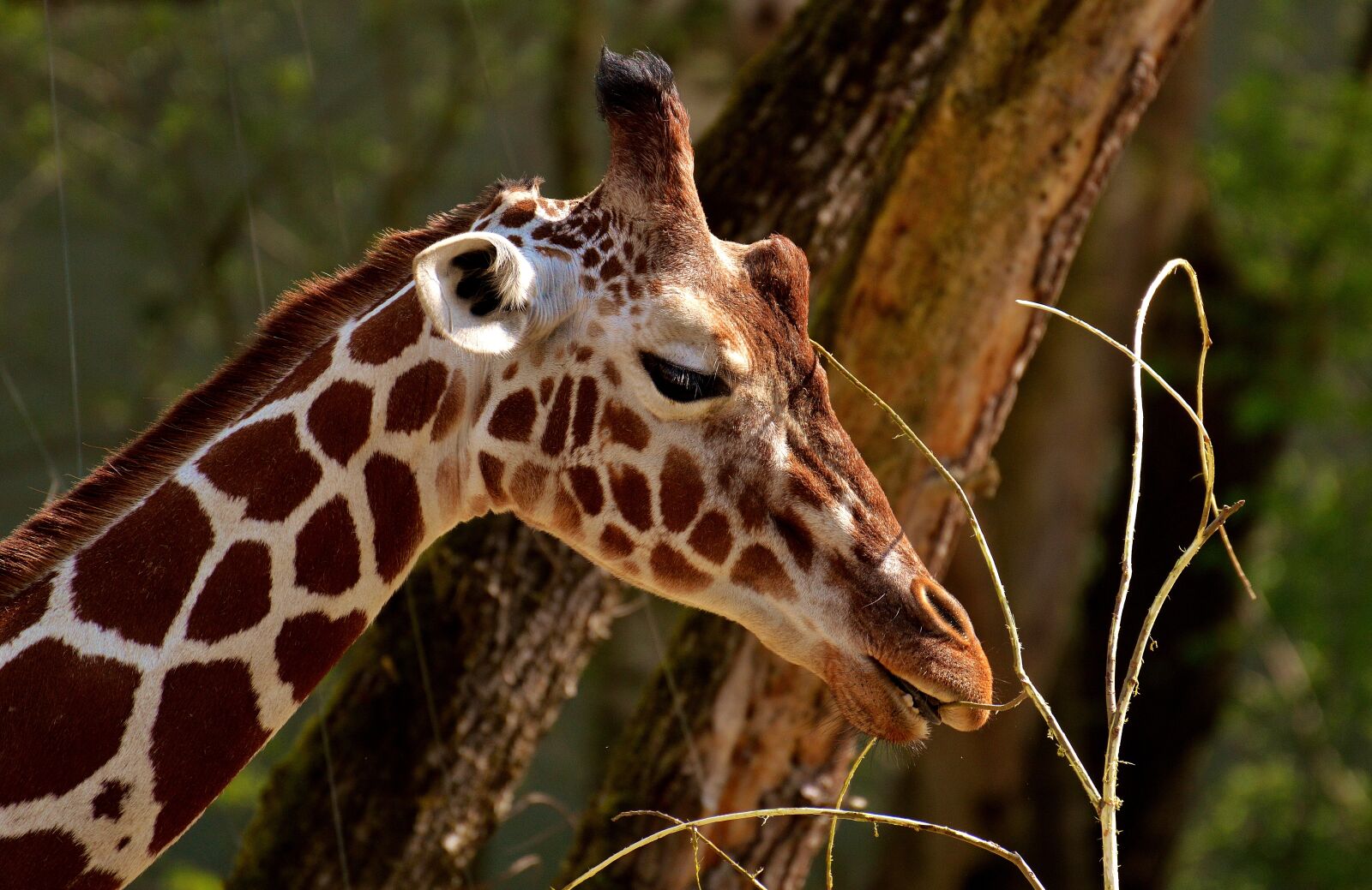 Nikon D3200 sample photo. Giraffe, wild animal, stains photography