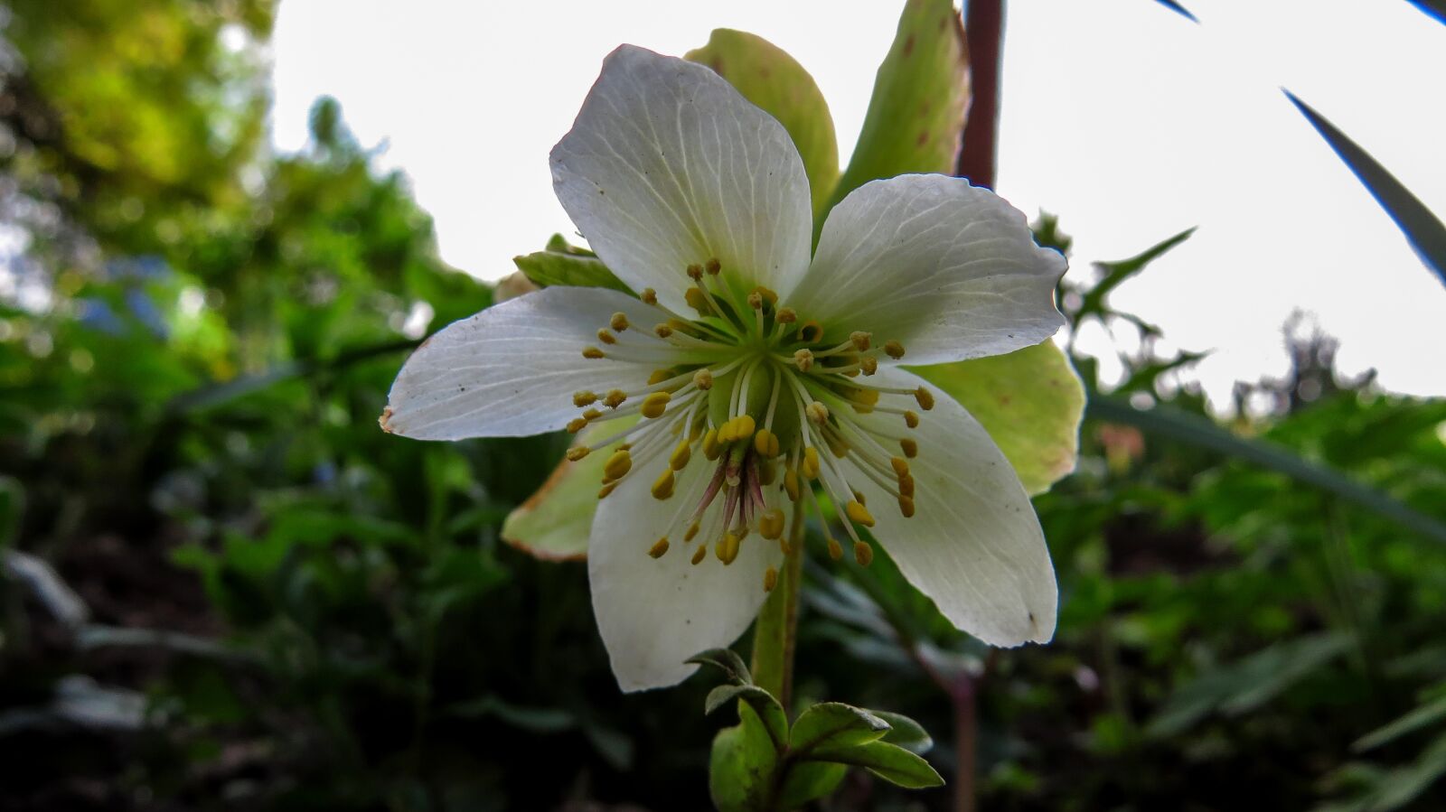 Canon PowerShot SX50 HS sample photo. Flower, macro, nature photography