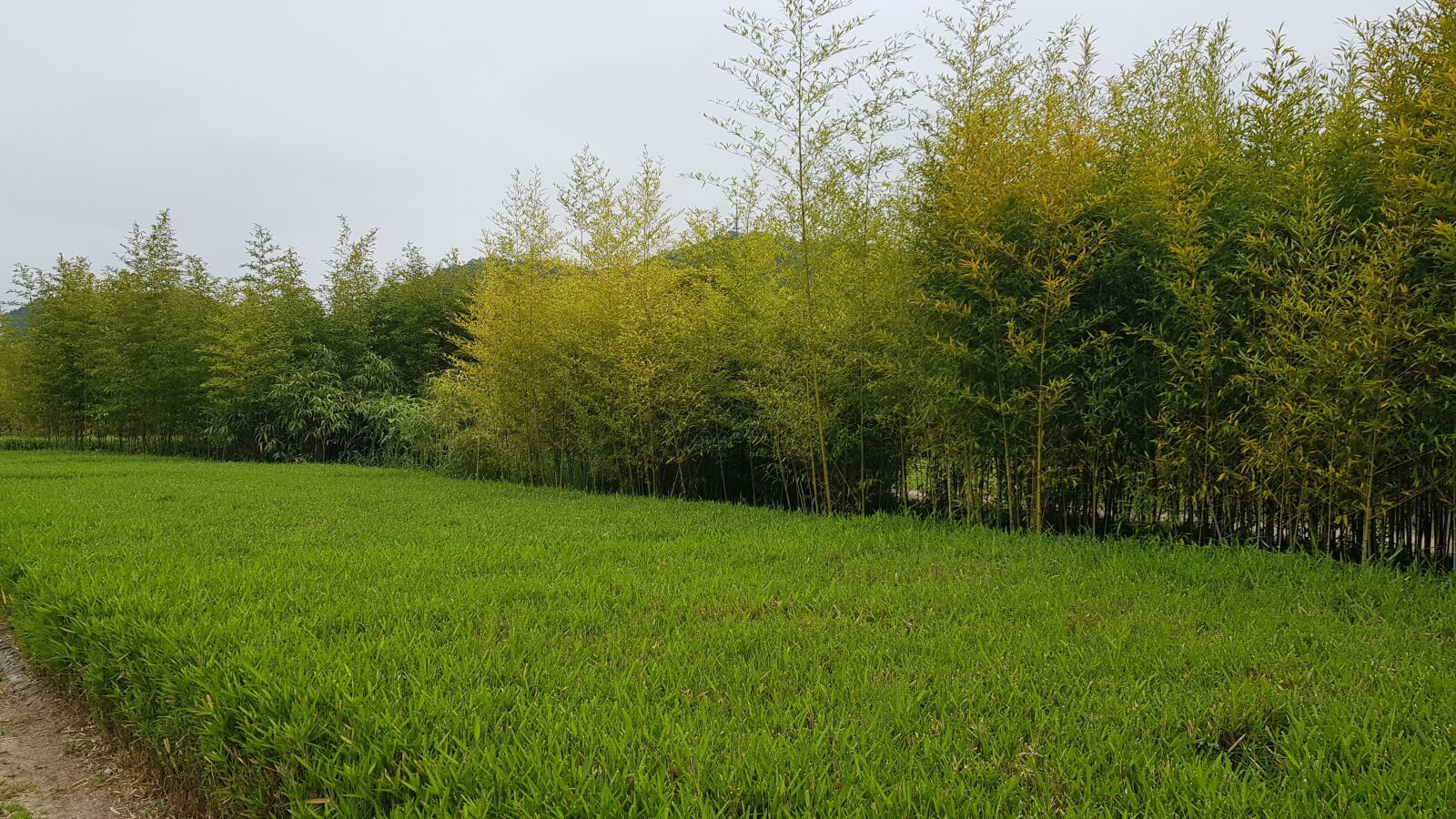 Samsung Galaxy S8 sample photo. Bamboo, garden, plants photography