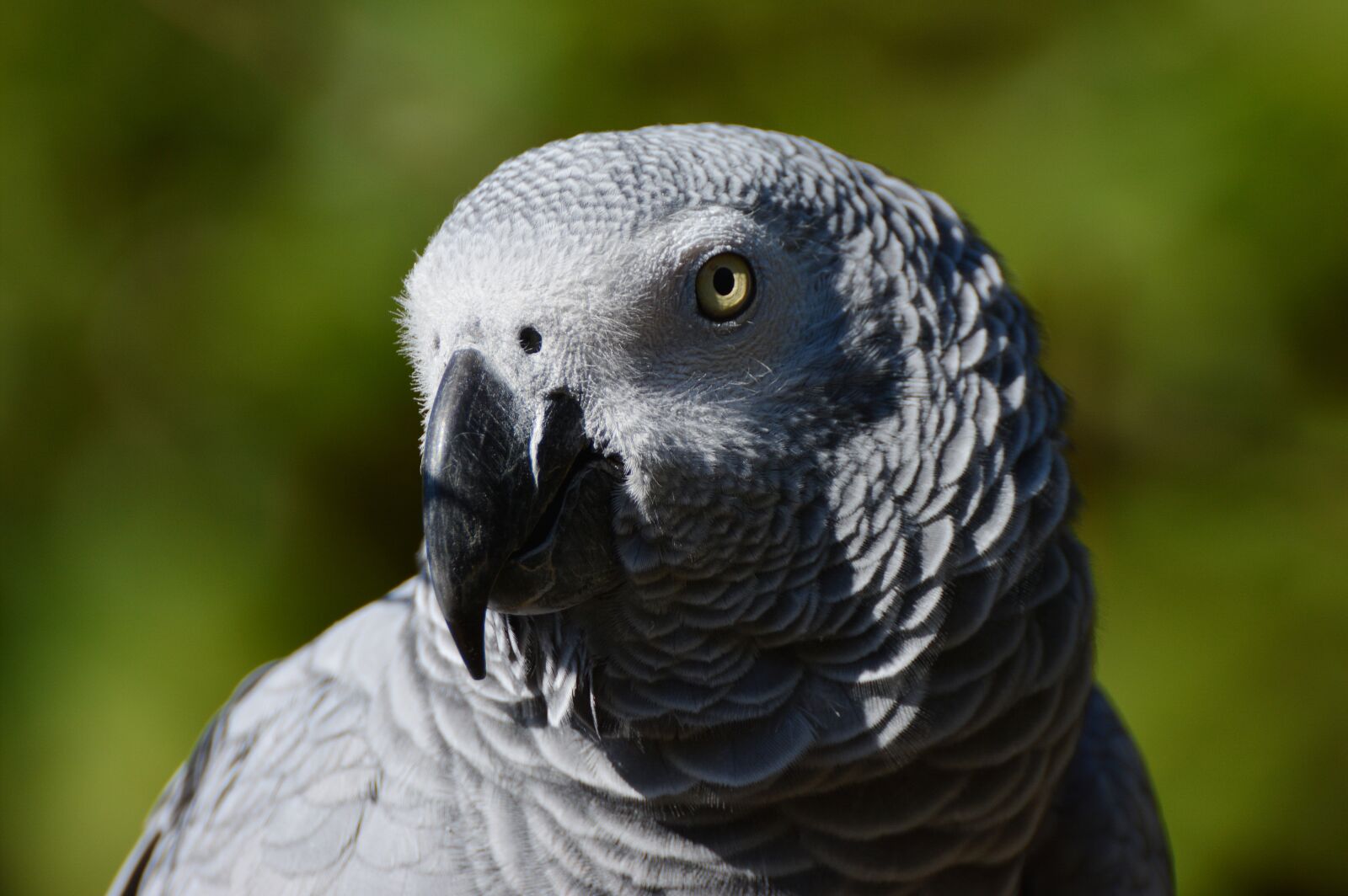 Nikon D5200 sample photo. African grey parrot, parrot photography