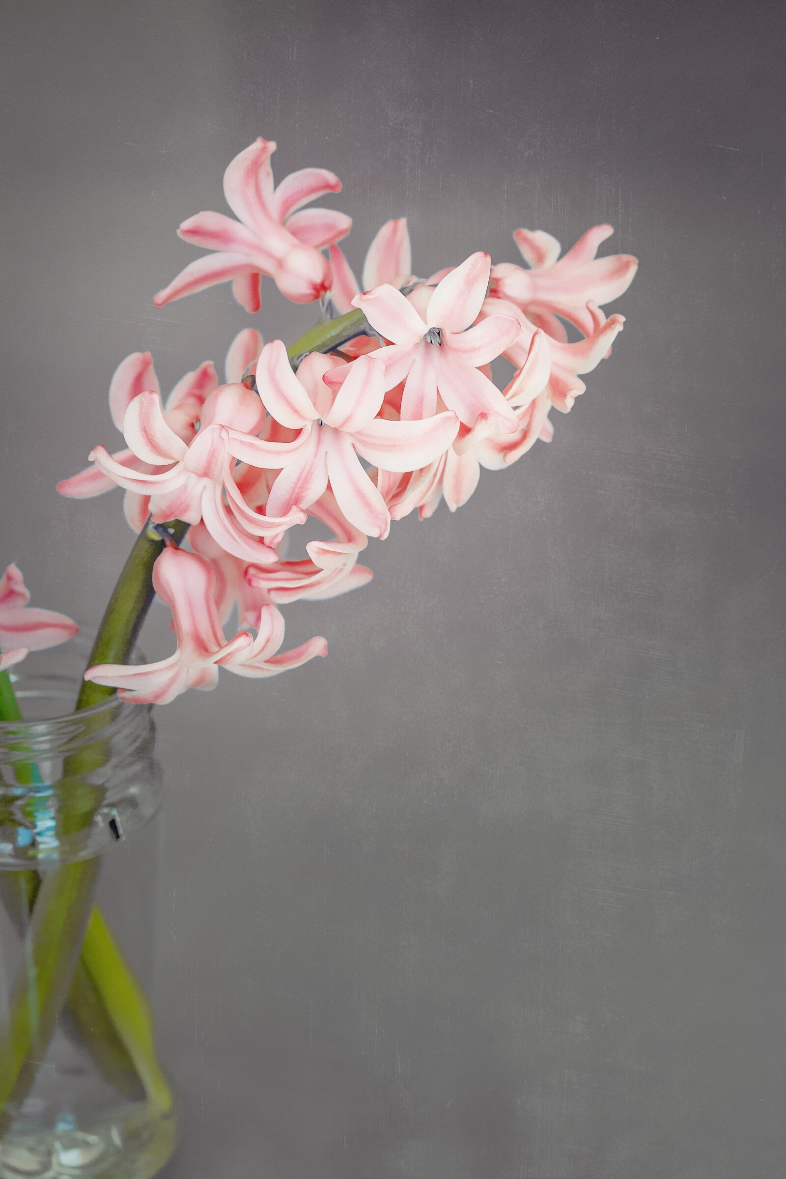 Nikon D7100 sample photo. Flower, hyacinth, flowers photography