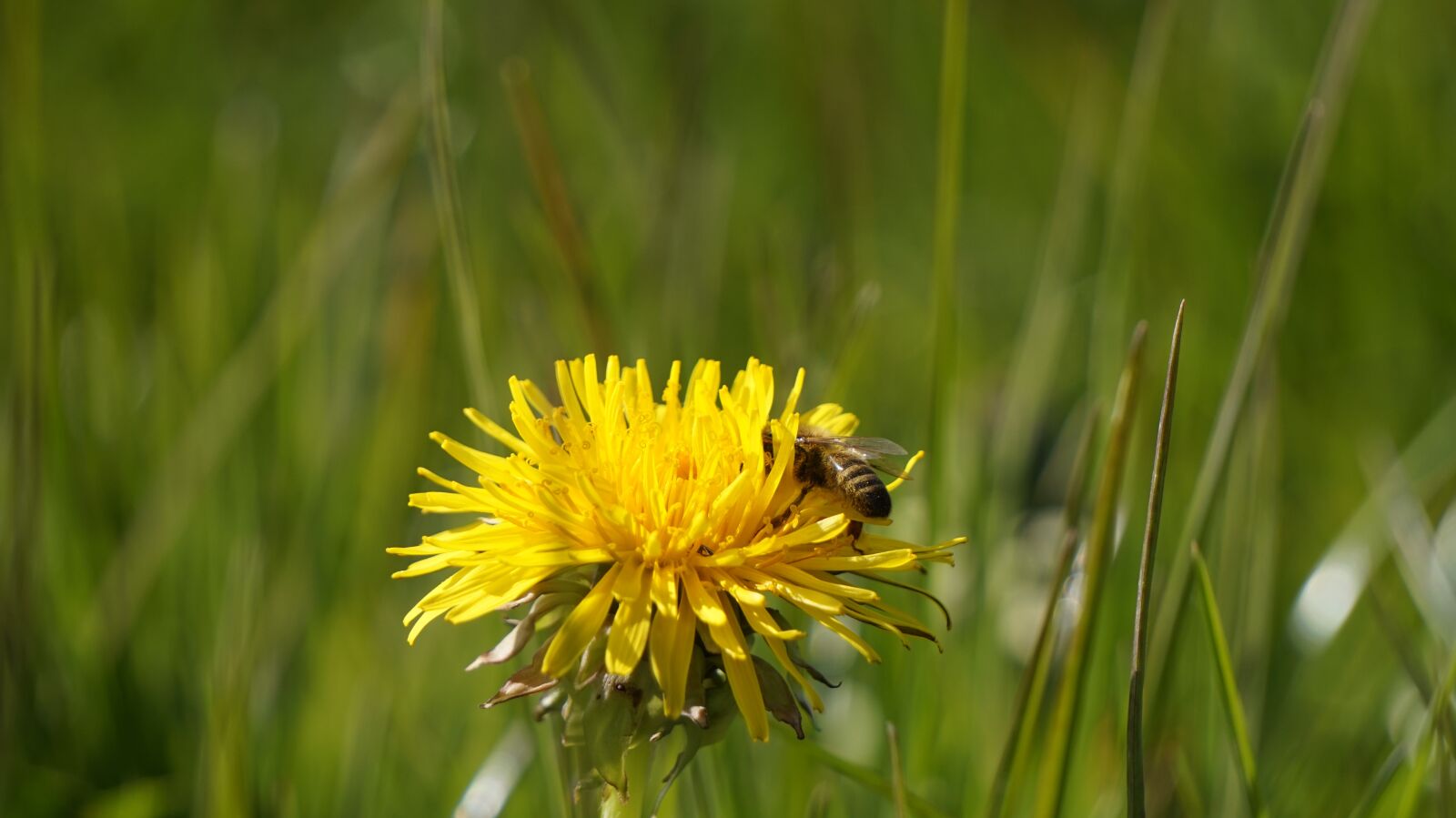 Sony Alpha a5000 (ILCE 5000) + Sony E 55-210mm F4.5-6.3 OSS sample photo. Dandelion, bee, yellow photography