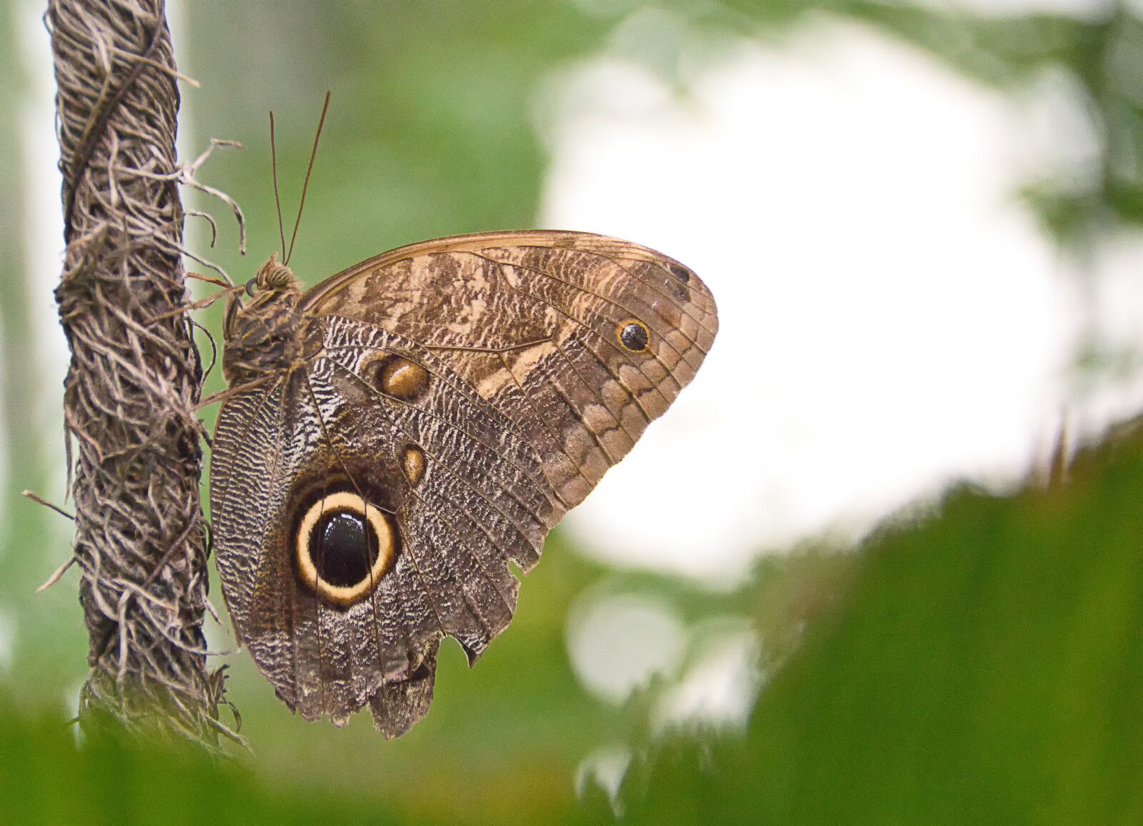 Sony ILCA-77M2 sample photo. Butterfly, edelfalter, insect photography