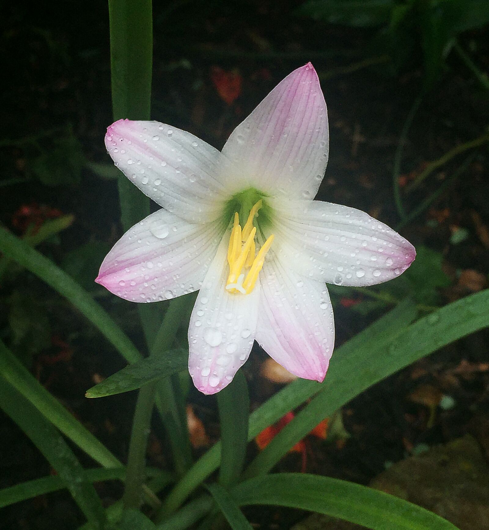 iPhone 6 Plus back camera 4.15mm f/2.2 sample photo. Flower, pink, blossom photography