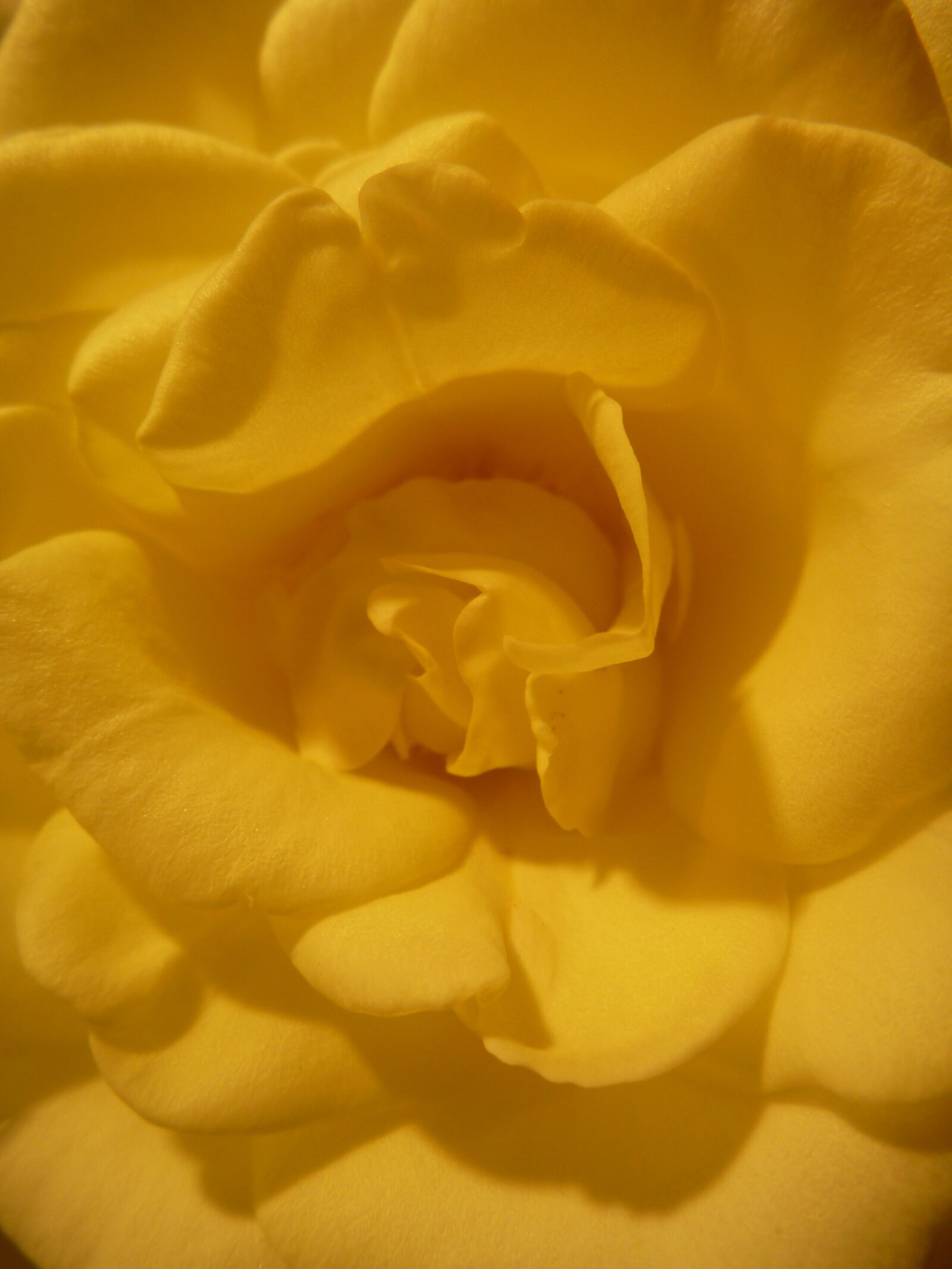 Panasonic DMC-TS2 sample photo. Flower, petals, yellow photography