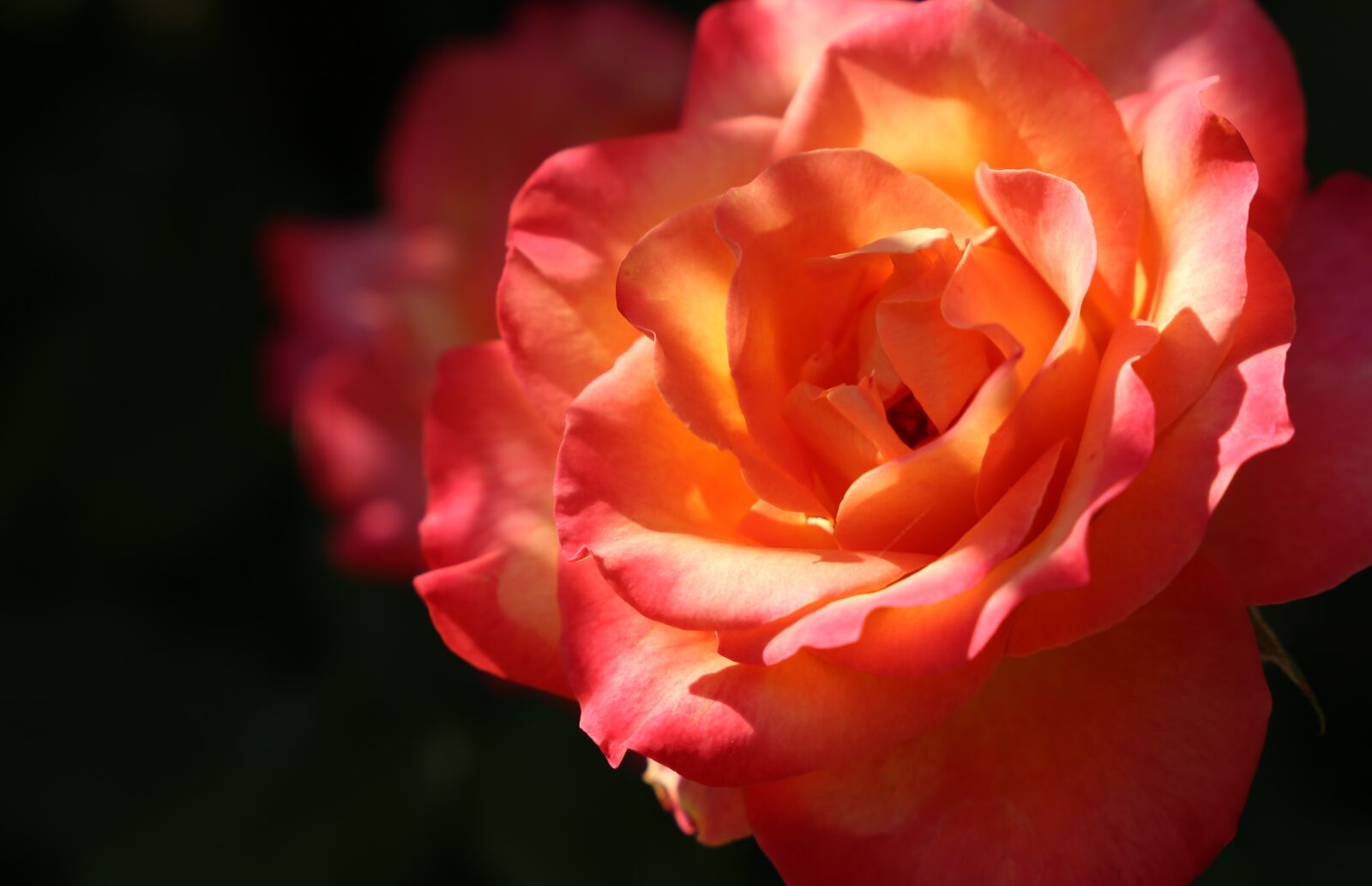 Canon EF 24-105mm F3.5-5.6 IS STM sample photo. Red yellow rose, alinka photography