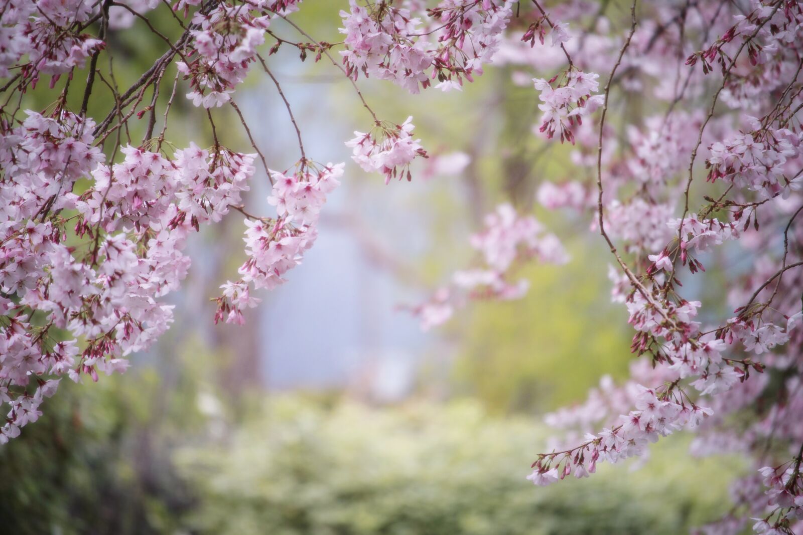 Canon EOS 700D (EOS Rebel T5i / EOS Kiss X7i) sample photo. Pink, spring, nature photography
