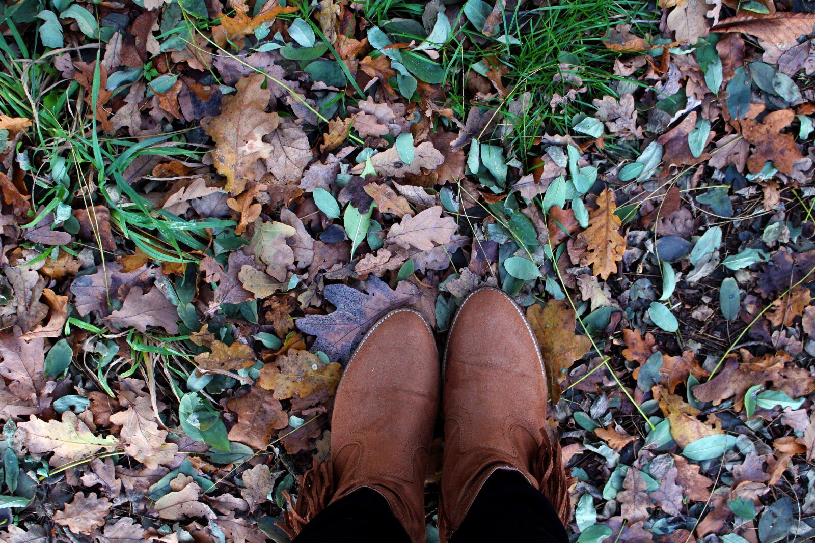 Canon EOS 700D (EOS Rebel T5i / EOS Kiss X7i) sample photo. Autumn, leaves, forest photography