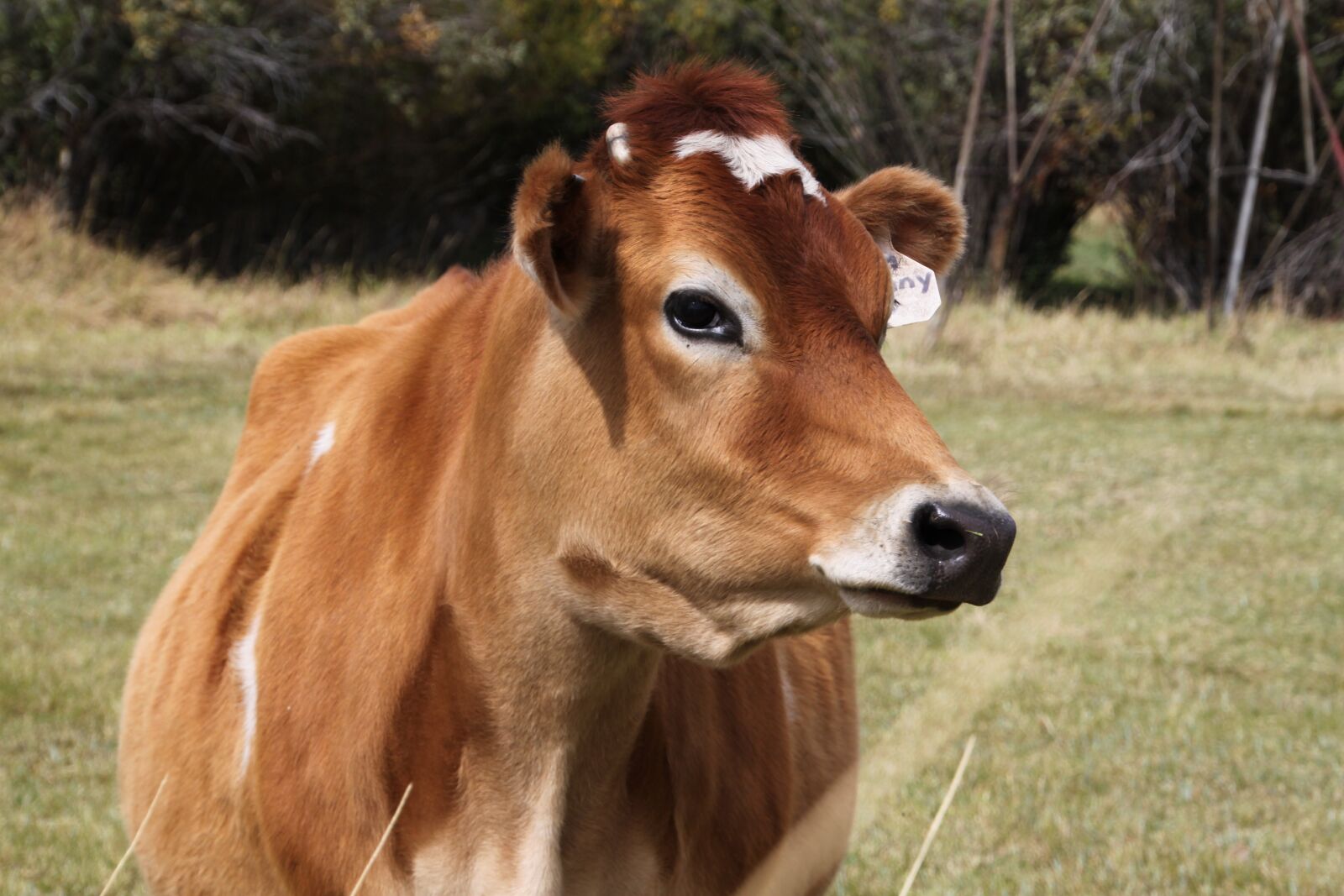 Canon EOS 500D (EOS Rebel T1i / EOS Kiss X3) sample photo. Milk, jersey, milk cow photography