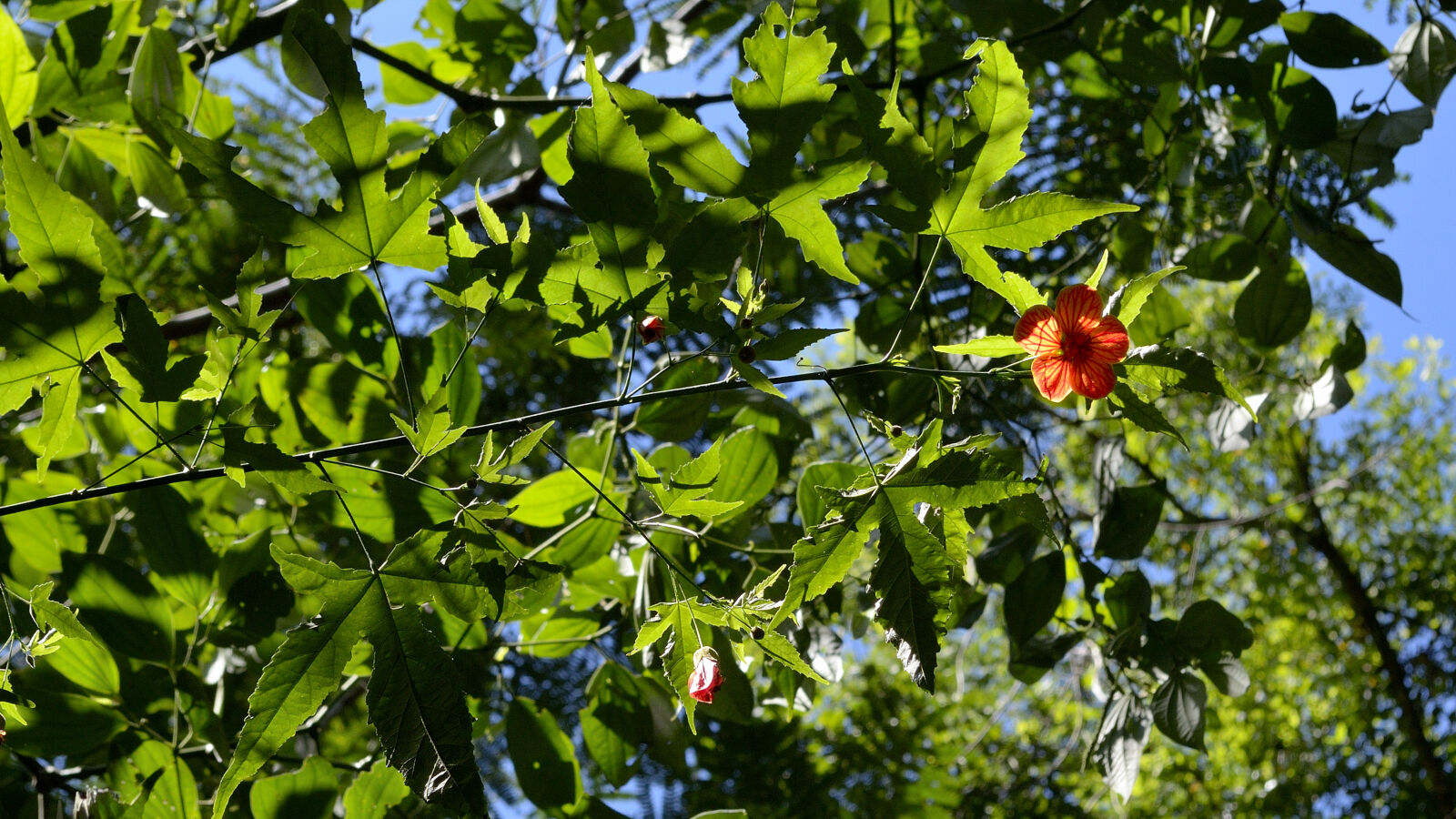 Nikon D5100 sample photo