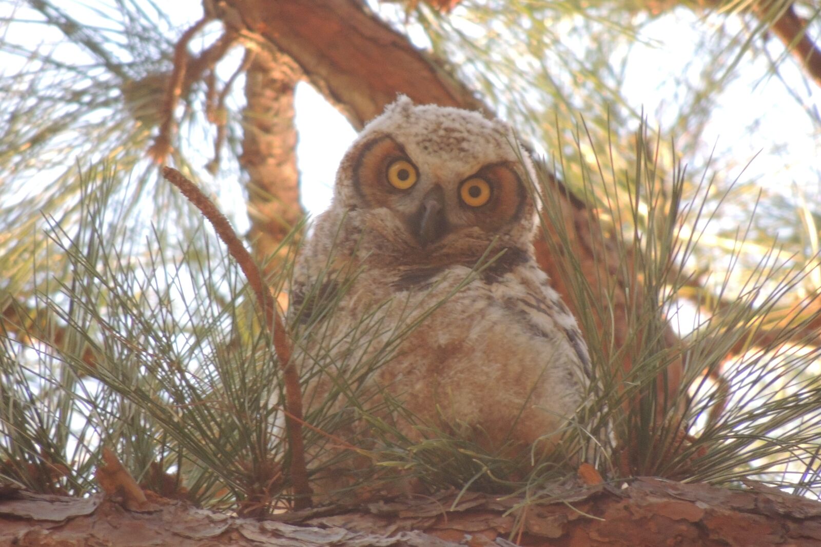 Nikon Coolpix P510 sample photo. Owl, nature, bird photography