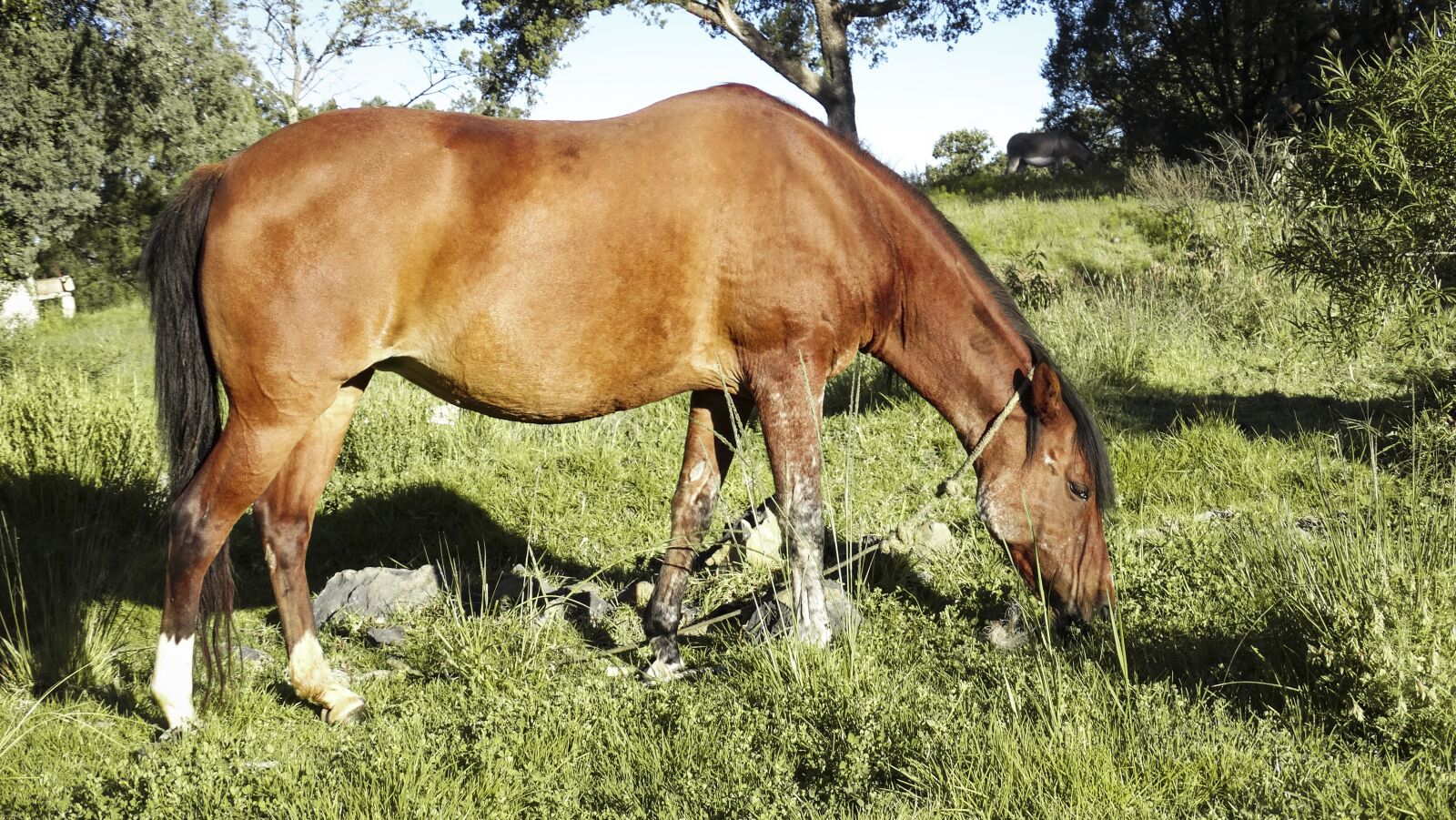 Sony Cyber-shot DSC-HX300 sample photo. Horse, nice, nature photography
