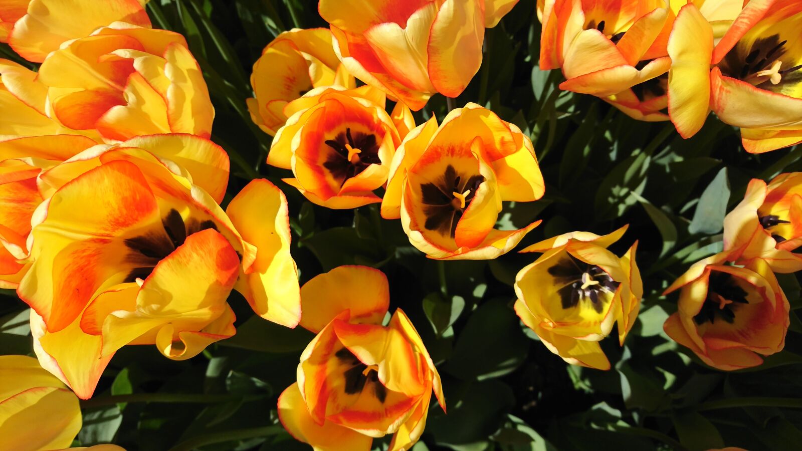 Sony Xperia XZ sample photo. Tulips, garden, flower photography