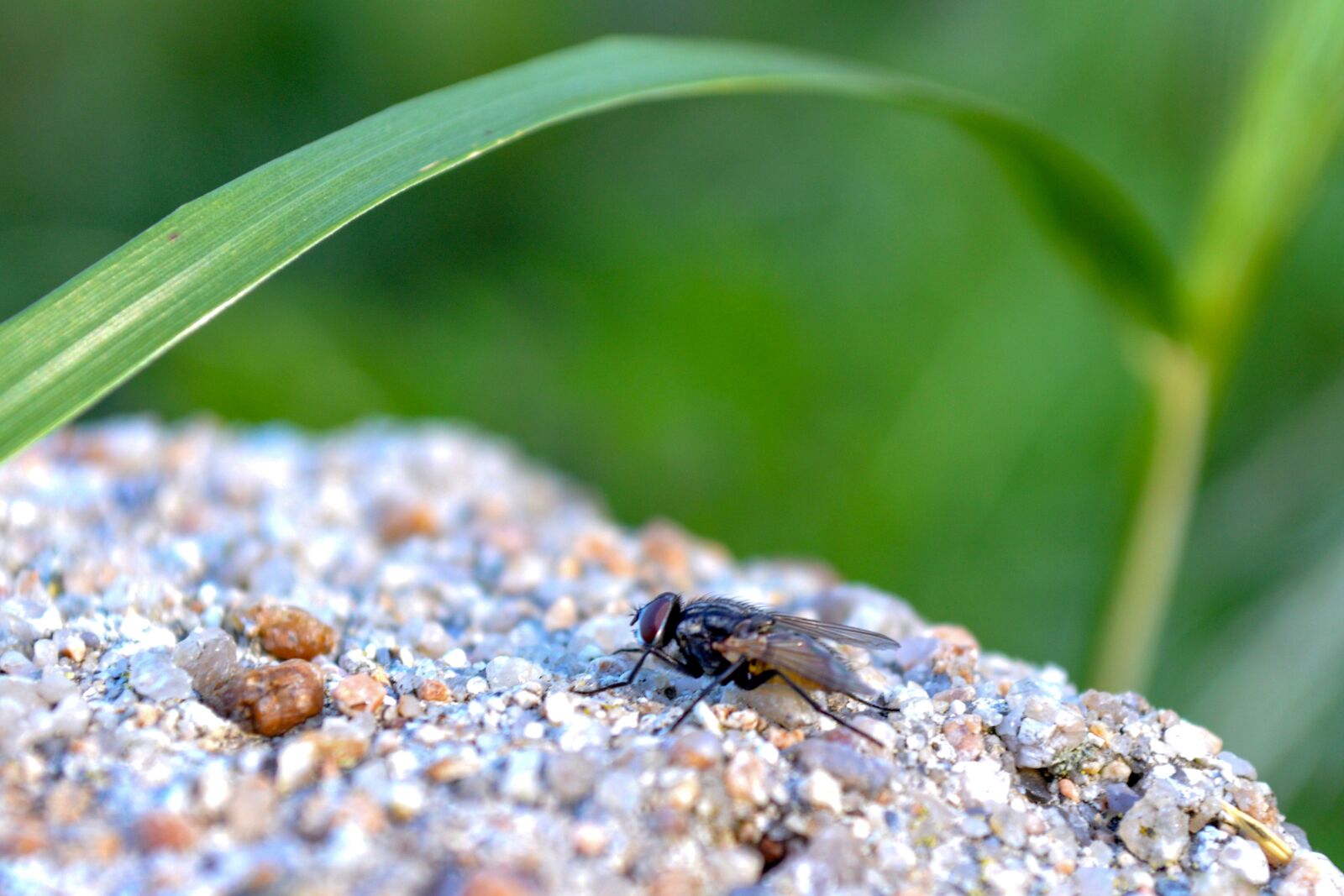 Nikon D3200 sample photo. Fly, insect, nature photography
