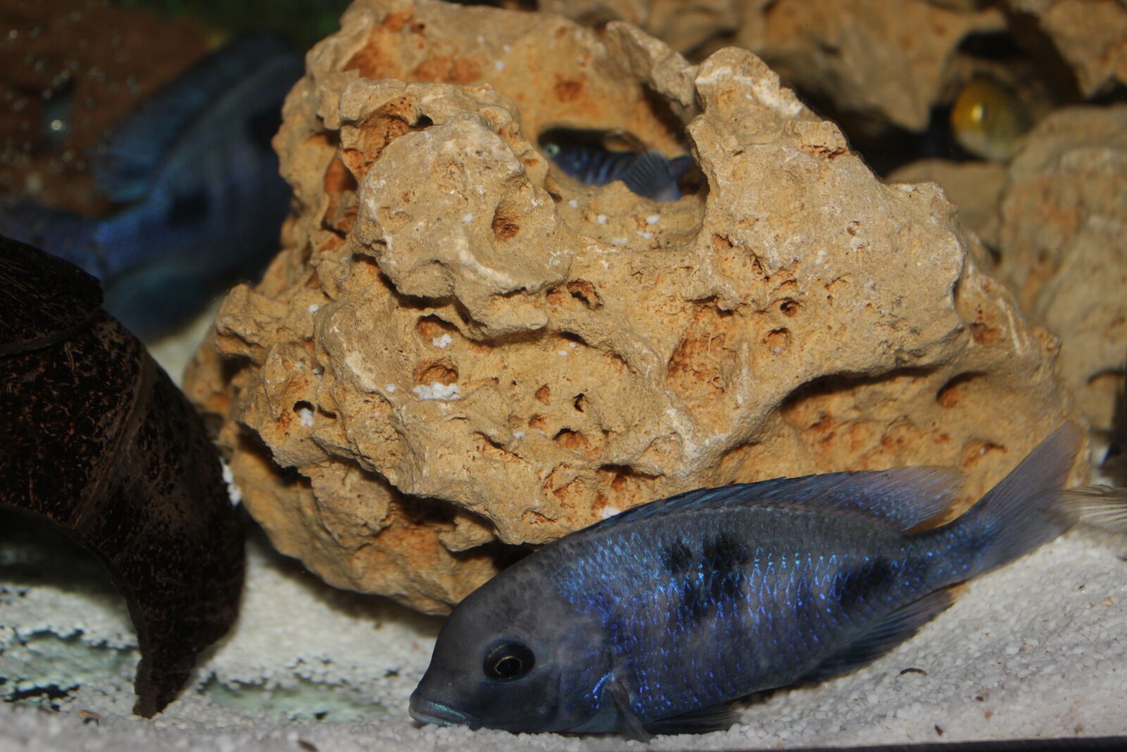 Canon EOS 600D (Rebel EOS T3i / EOS Kiss X5) sample photo. Aquarium, fish, dolphin photography