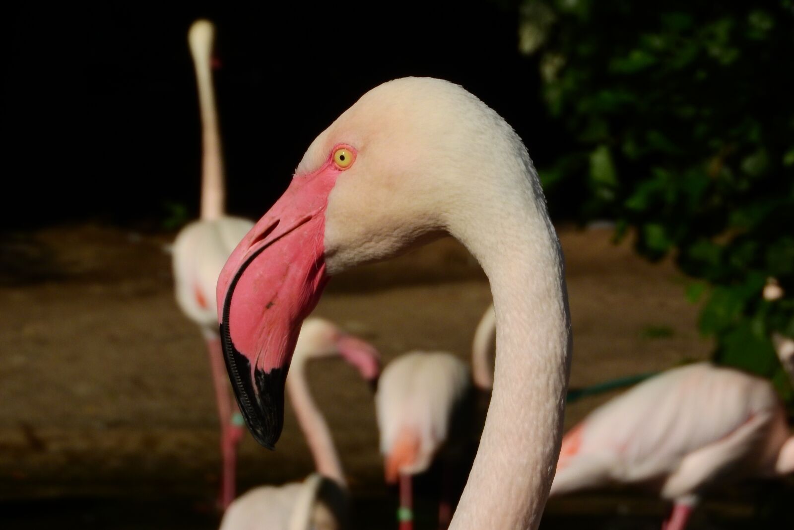 Nikon Coolpix P610 sample photo. Flamingo pink, phoenicopterus roseus photography