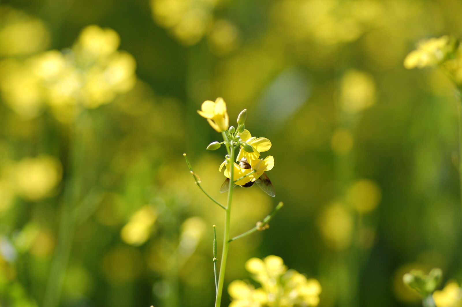 Nikon D50 + Tokina AT-X Pro 100mm F2.8 Macro sample photo. Bee, bumblebee, flower, flowers photography