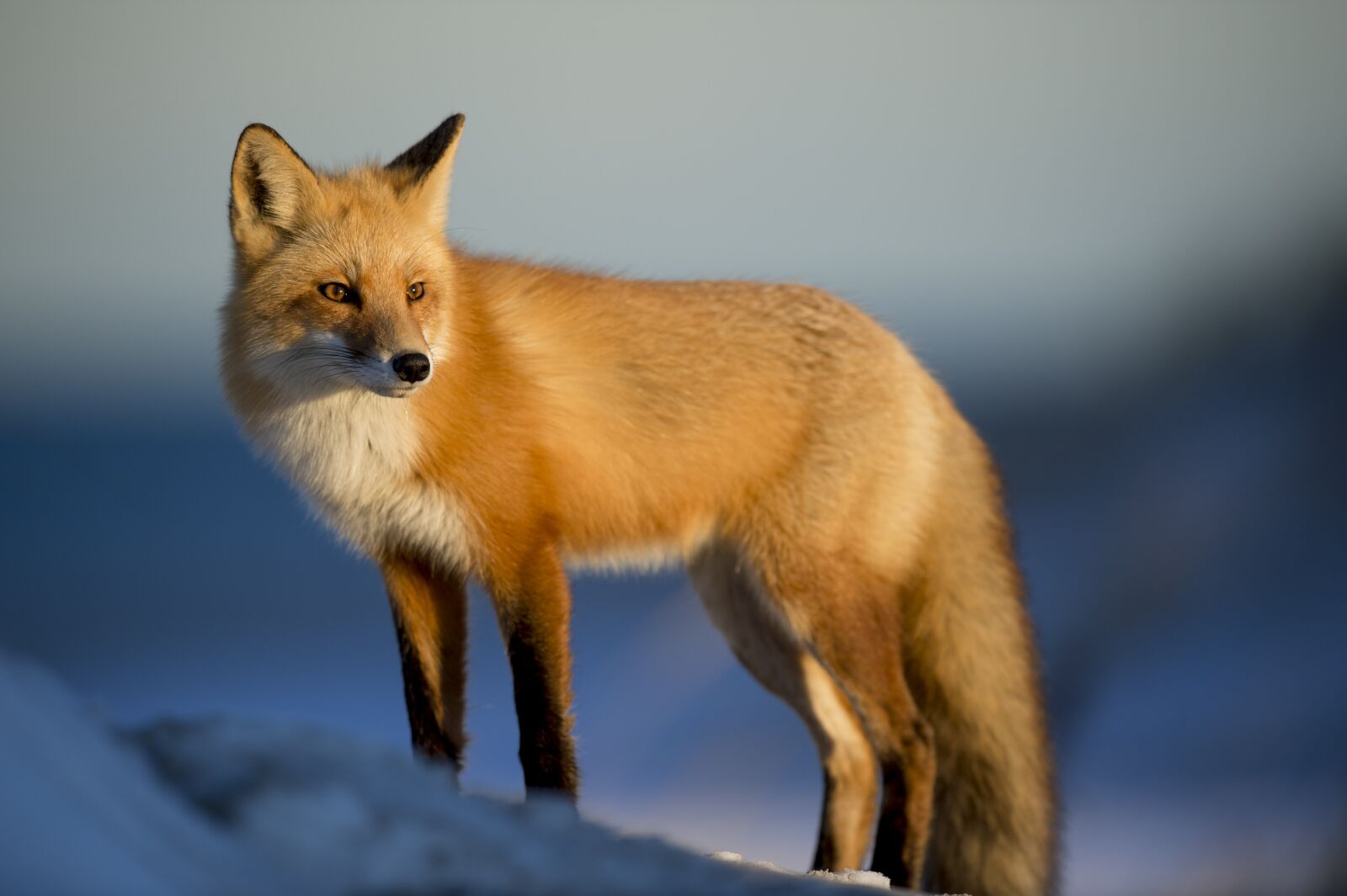 Nikon D4S sample photo. Animal, fox, blur photography