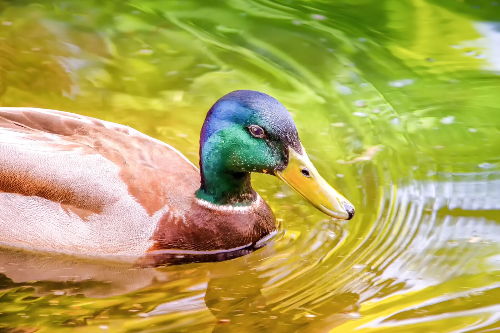 Canon EOS 60D sample photo. Animal, nature, duck photography