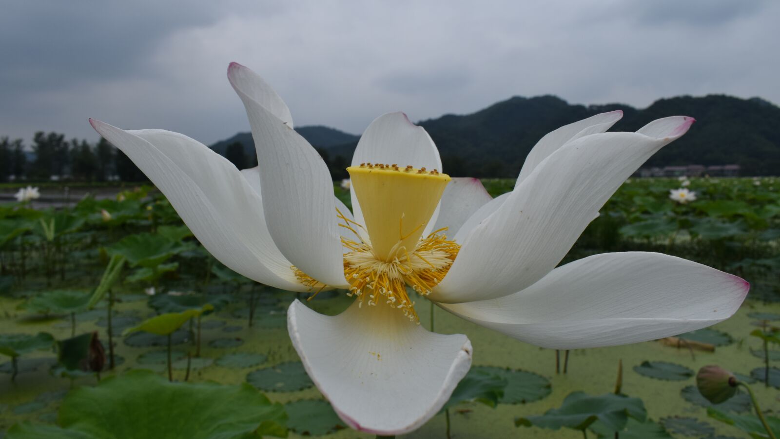 Nikon D3300 sample photo. Lotus, pond, country photography