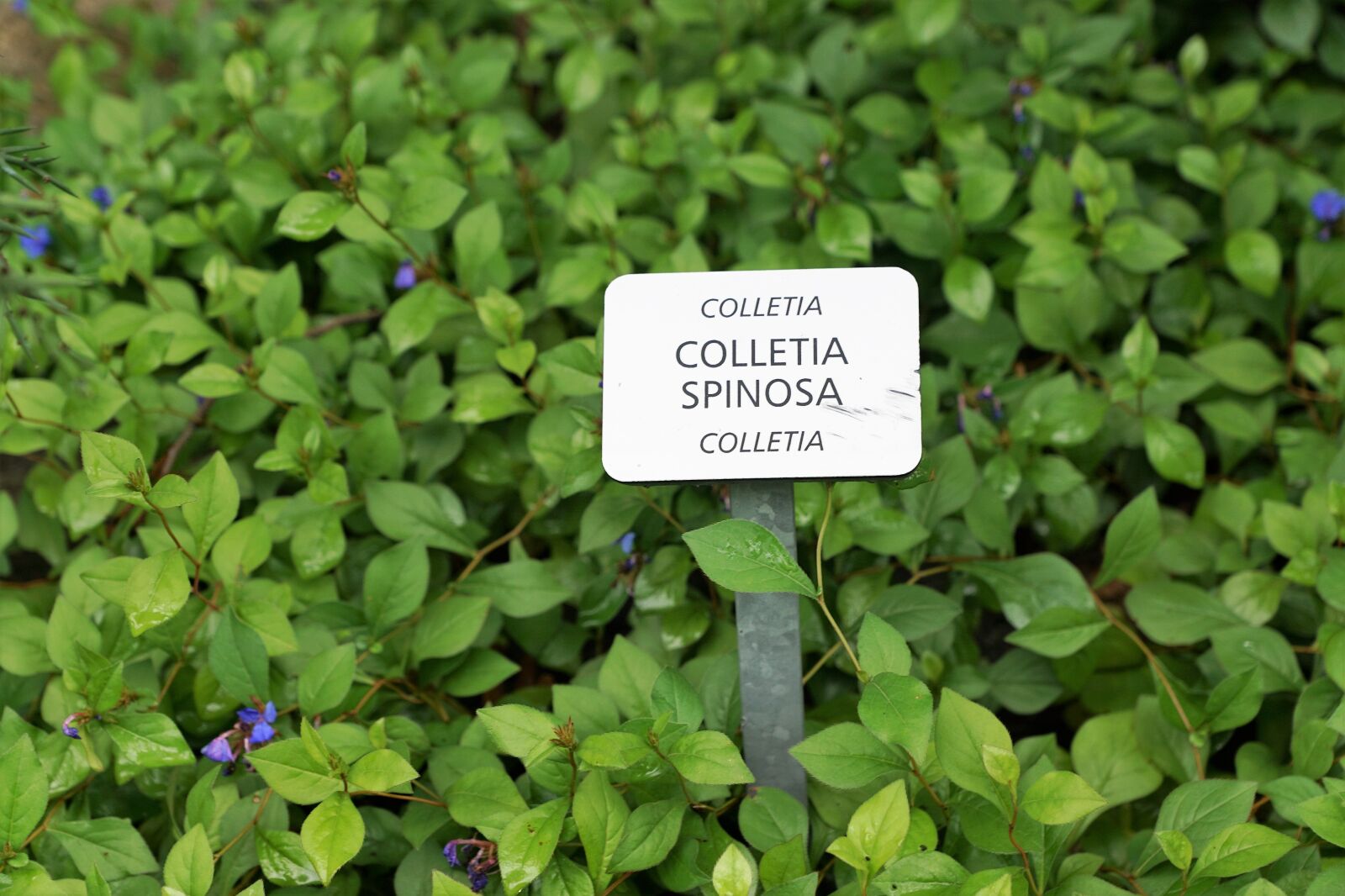 Sony ILCA-77M2 + Sony DT 16-50mm F2.8 SSM sample photo. Leaf, plant, nature photography