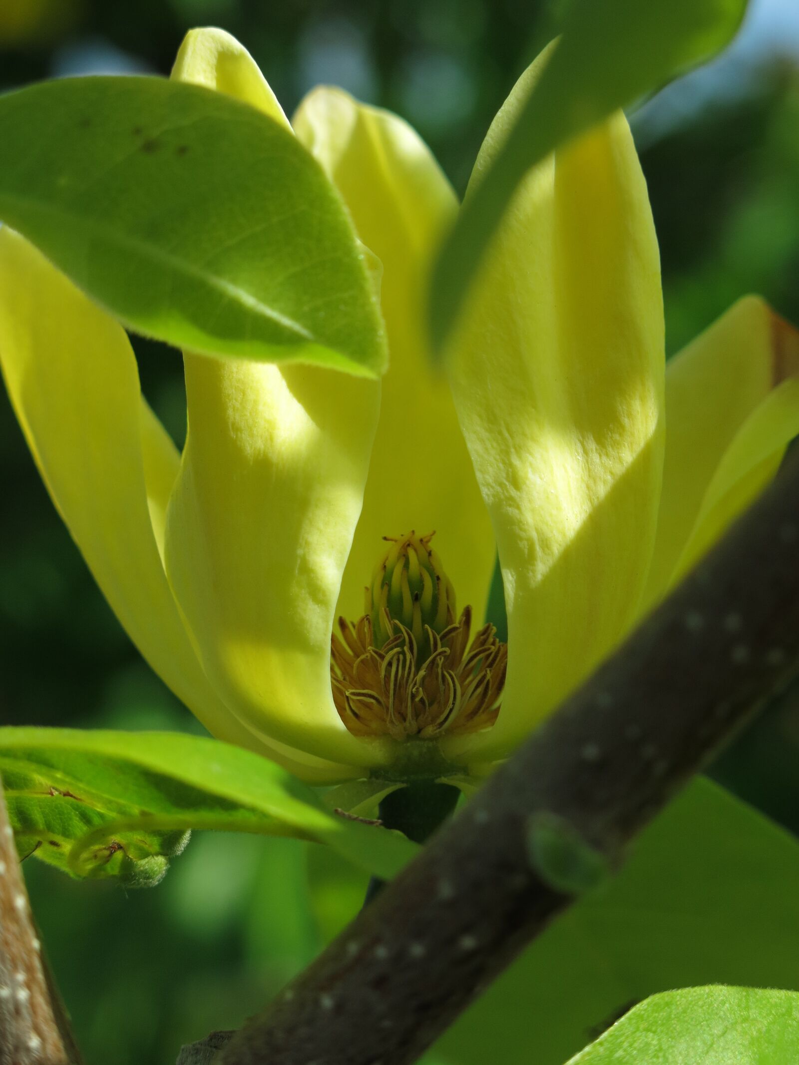 Canon PowerShot G15 sample photo. Magnolia, faded, hidden photography