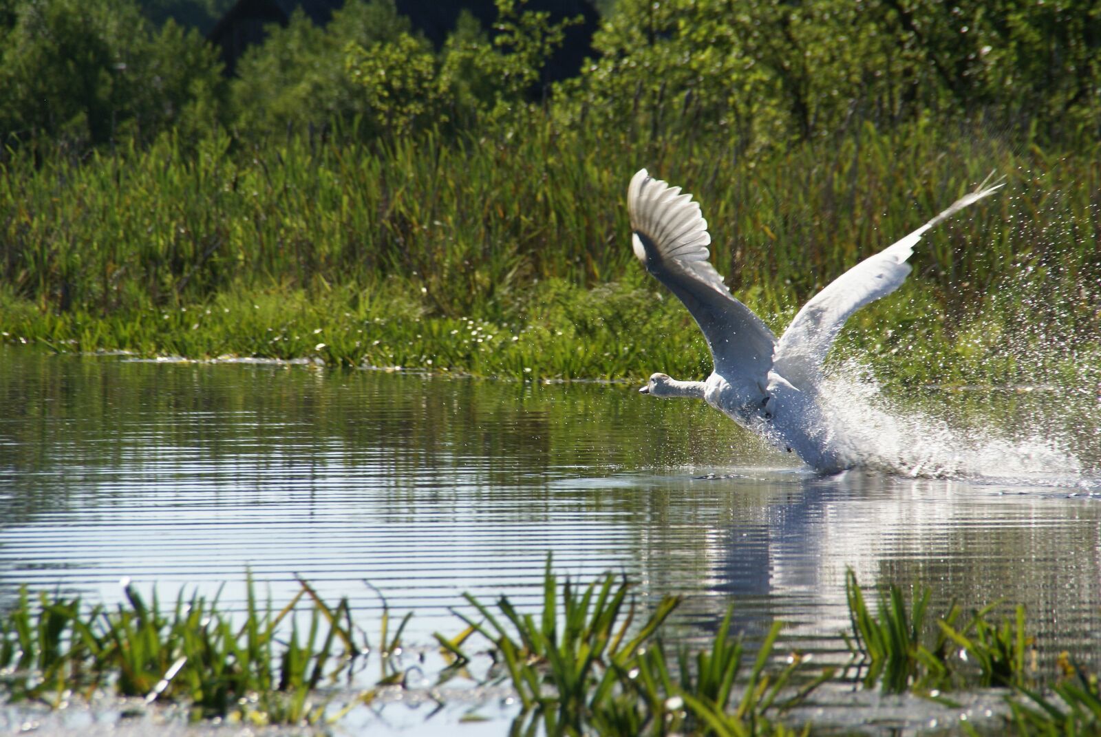 Sony Alpha DSLR-A100 sample photo. Swans, lake, bird photography