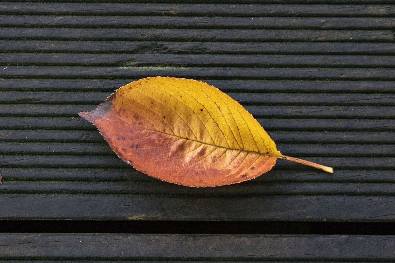 Canon EOS 750D (EOS Rebel T6i / EOS Kiss X8i) + Tamron SP 90mm F2.8 Di VC USD 1:1 Macro sample photo. Leaves, autumn, leaf photography