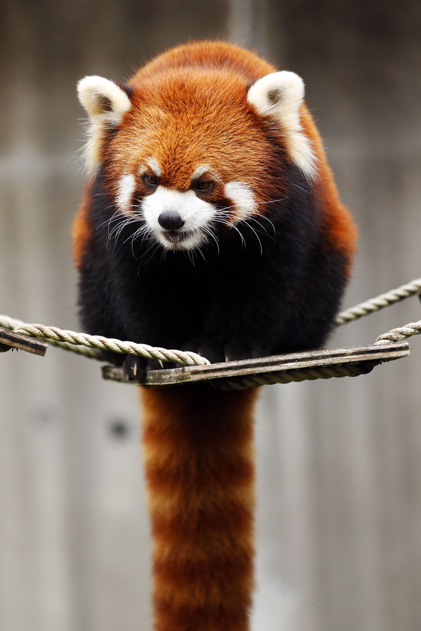 Canon EOS-1D X sample photo. Red panda, animal, cute photography