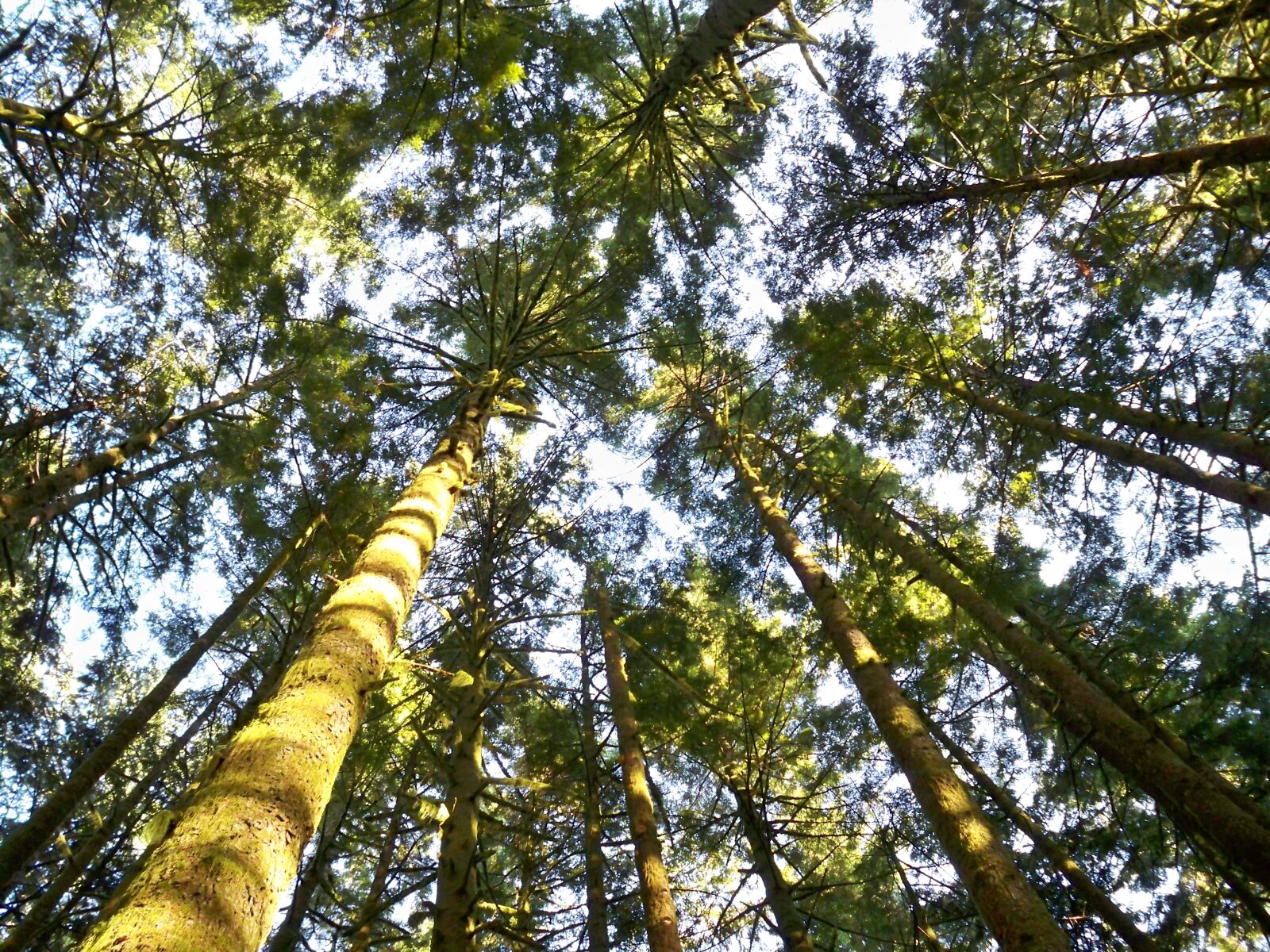 Kodak EASYSHARE M1093 IS DIGITAL CAMERA sample photo. Nature, trees photography