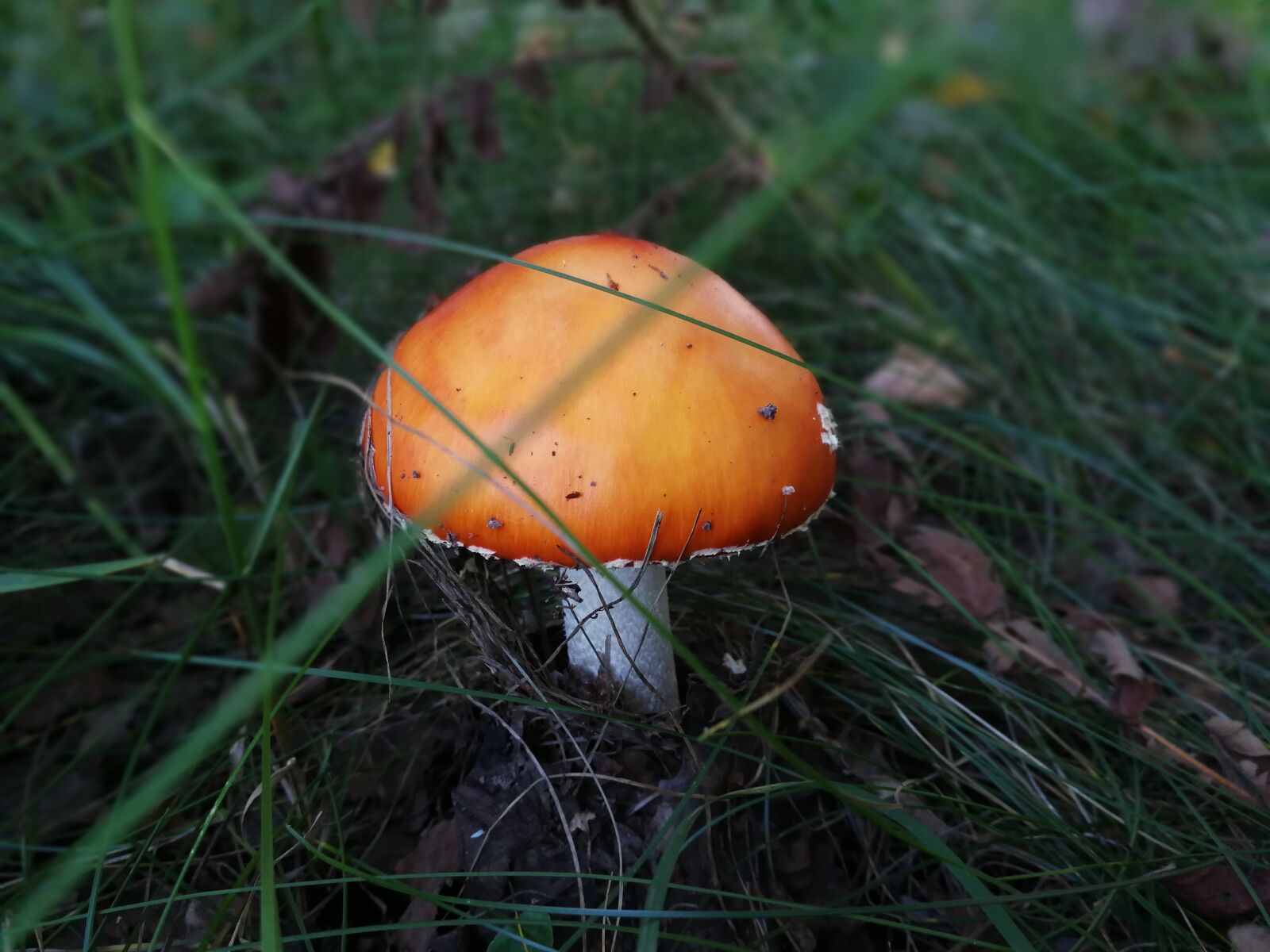 HUAWEI P10 sample photo. Mushroom, autumn, nature photography