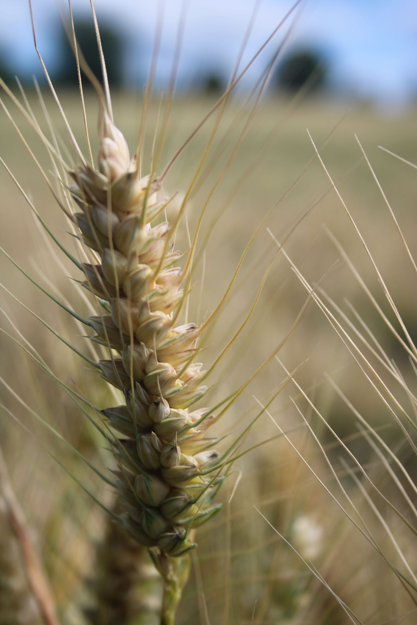 Canon EF-S 18-55mm F3.5-5.6 sample photo. Wheat, summer, harvest photography