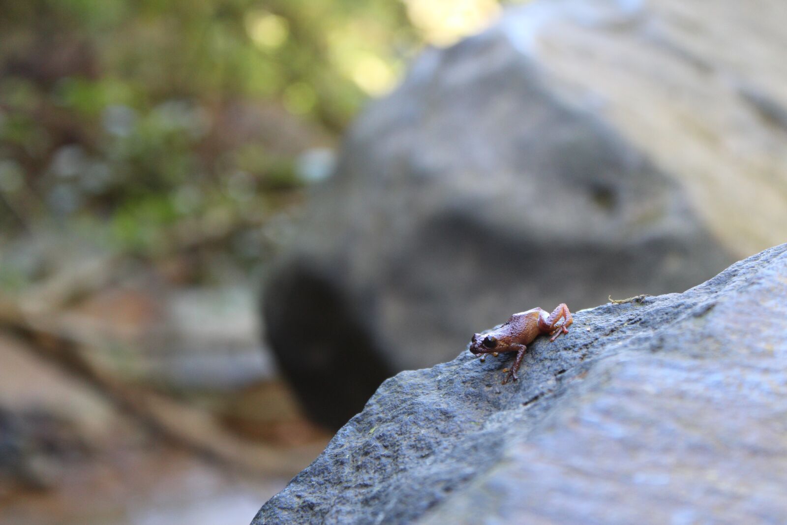 Canon EOS 1300D (EOS Rebel T6 / EOS Kiss X80) sample photo. Frog, rana, nature photography