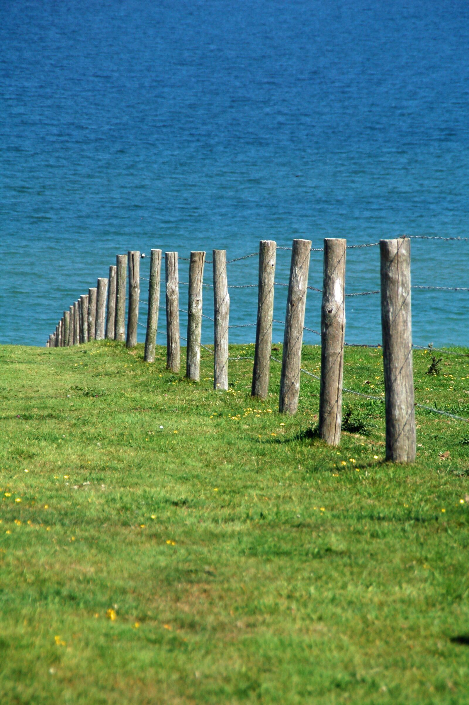 Nikon D50 sample photo. Posts, grass, green photography