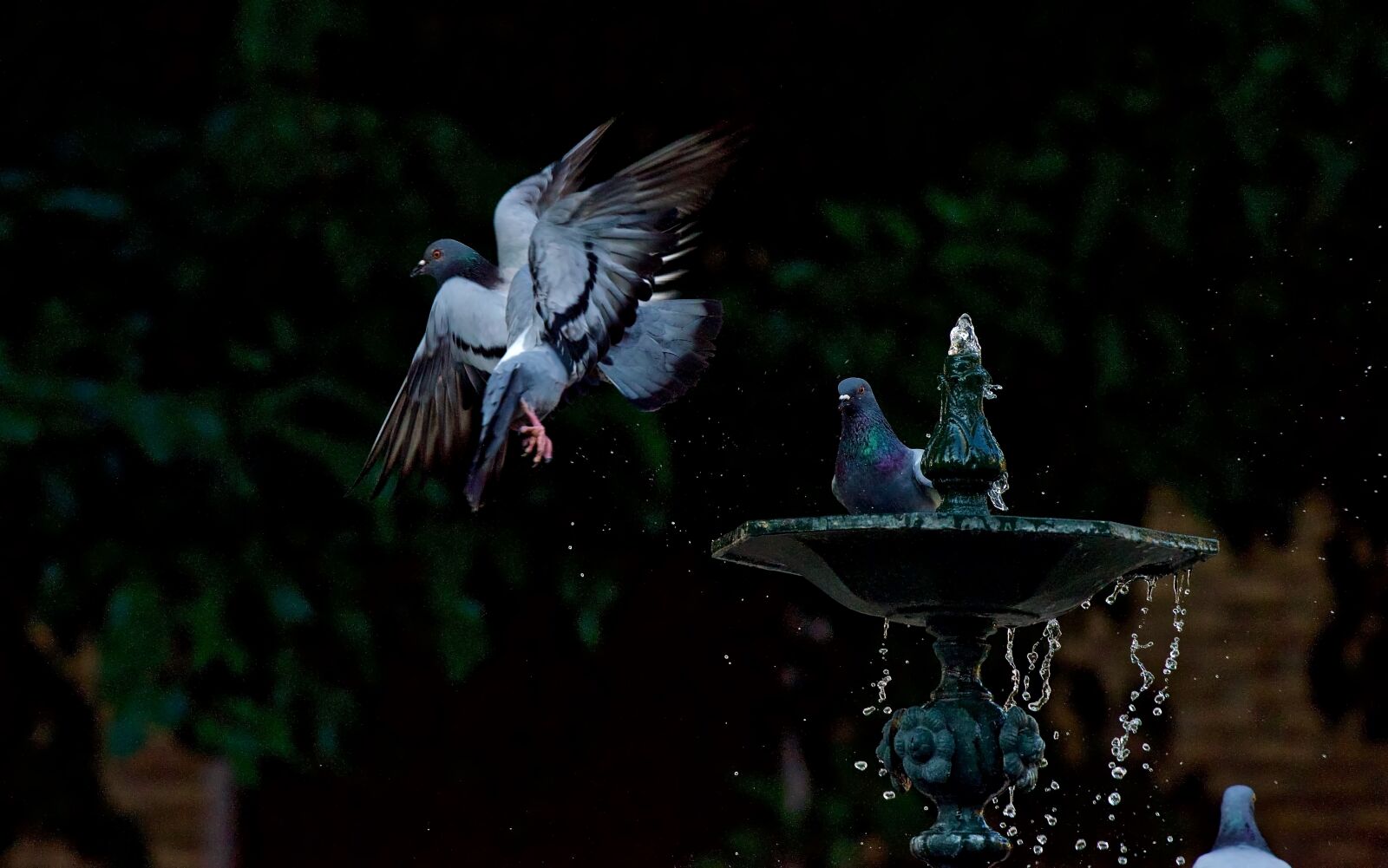 Nikon D810 sample photo. Birds, source, plumage photography