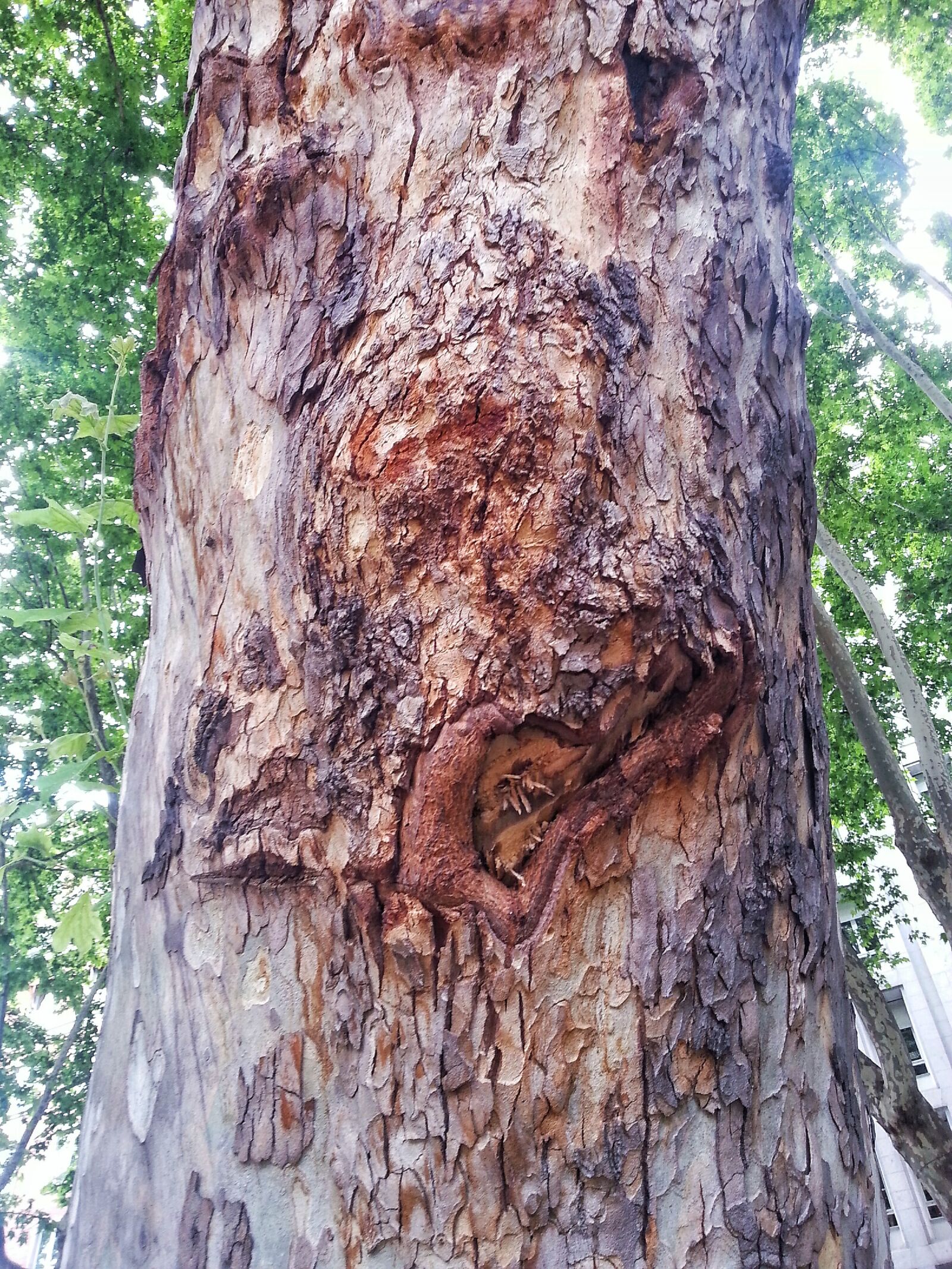 Samsung Galaxy S3 sample photo. Theme, i, see, faces photography