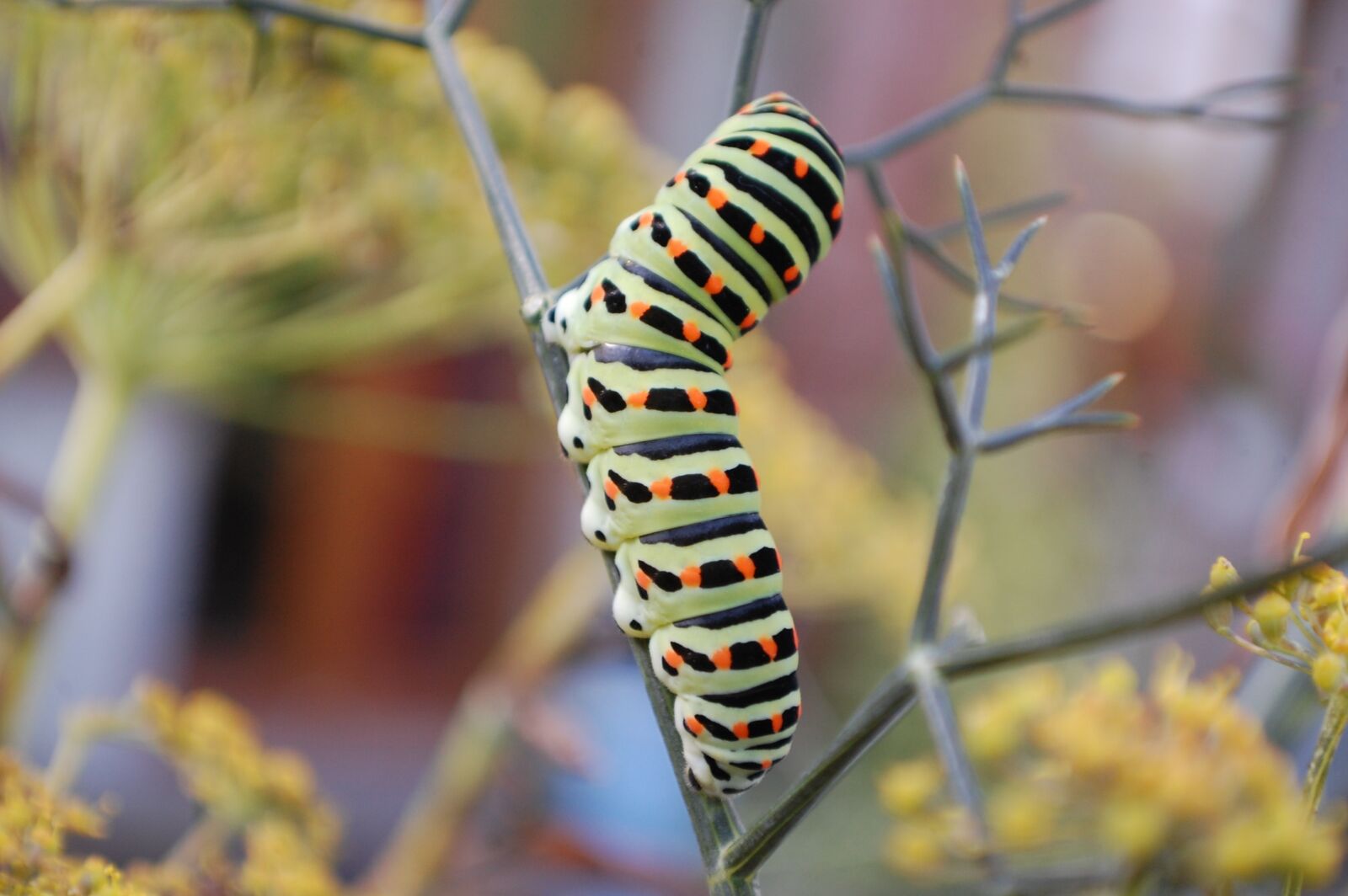 Nikon D40 sample photo. Caterpillar, butterfly, garden photography