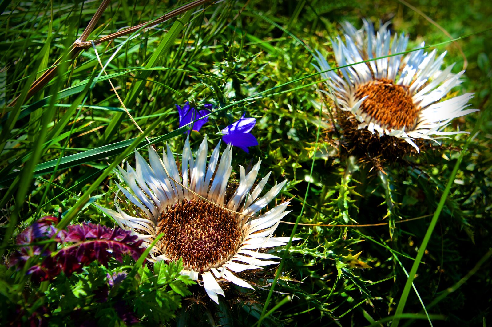 Nikon D3200 sample photo. Thistle, silver thistle, green photography