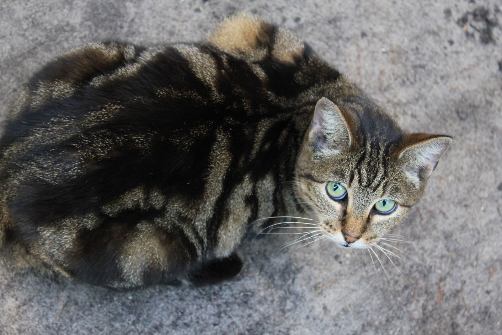 Canon EOS 550D (EOS Rebel T2i / EOS Kiss X4) sample photo. Cat, domestic cat, looking photography
