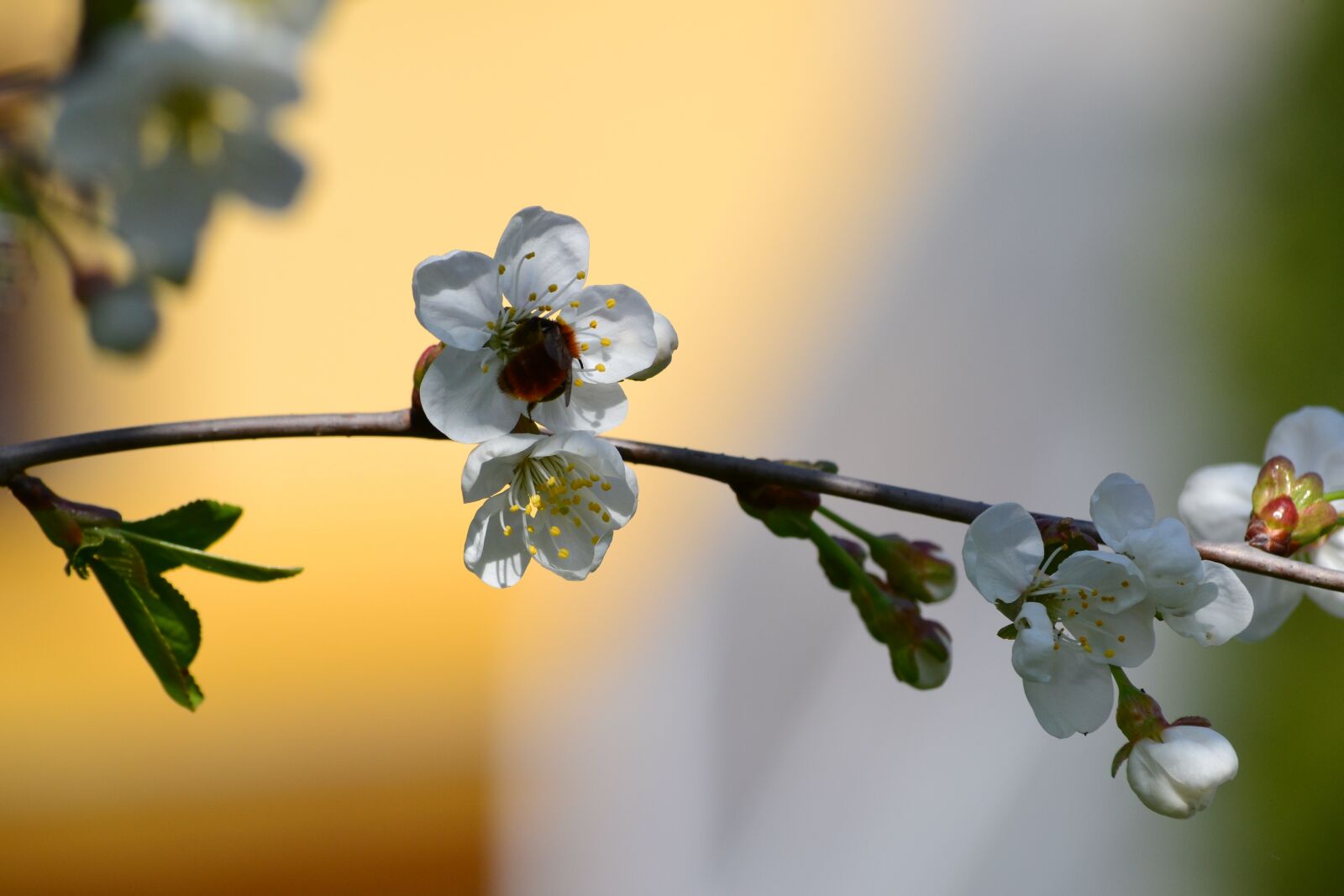 Nikon D3100 sample photo. Bee, up close and photography