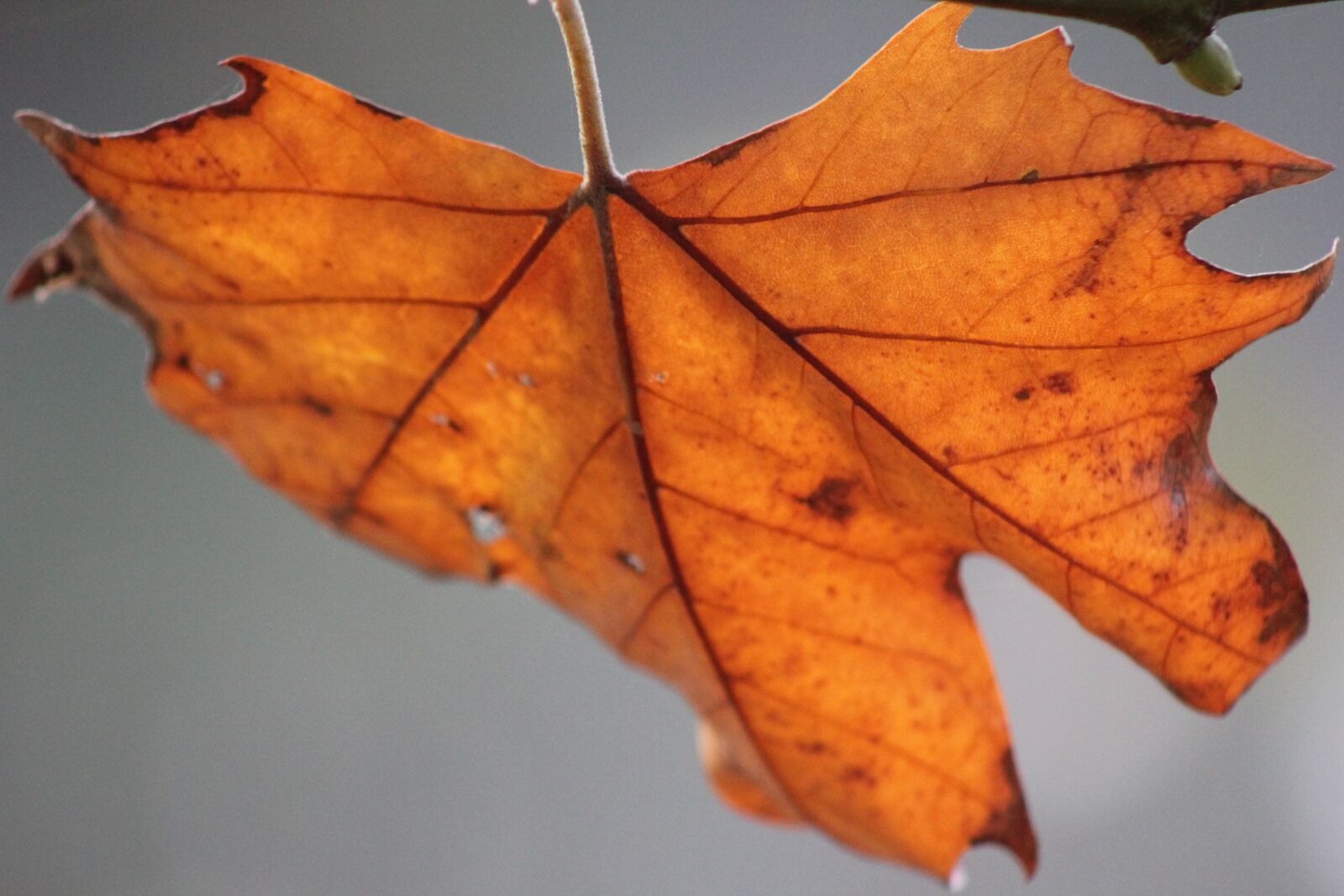 Canon EOS 550D (EOS Rebel T2i / EOS Kiss X4) sample photo. Leaf, horse chestnut, tree photography
