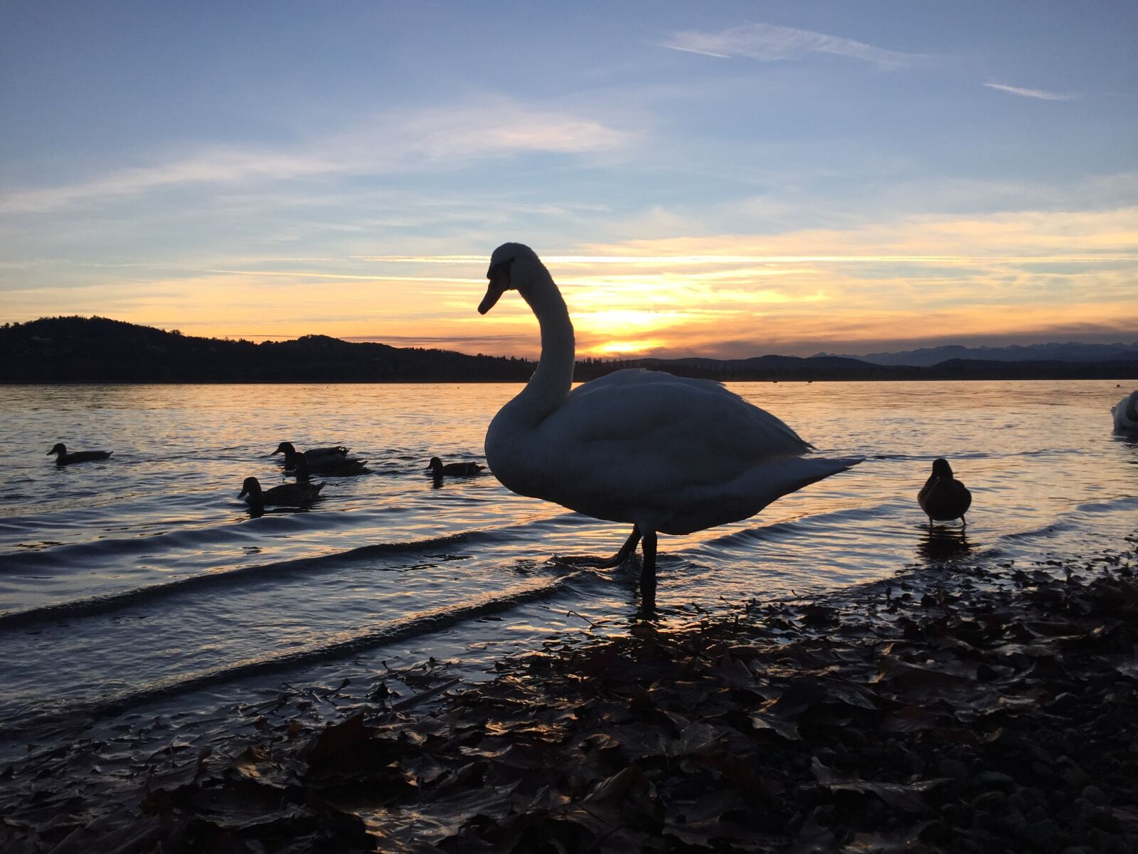 Apple iPhone 6 sample photo. Ducks, swan, sunset photography