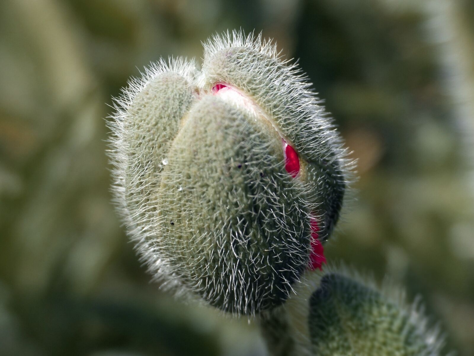 Panasonic Lumix DMC-FZ200 sample photo. Poppy, bud, poppy bud photography