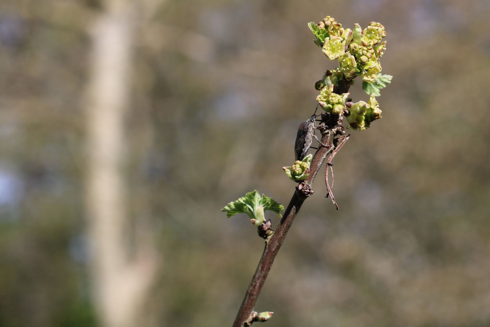 Canon EOS 2000D (EOS Rebel T7 / EOS Kiss X90 / EOS 1500D) sample photo. Currant flowers, beetle, insect photography