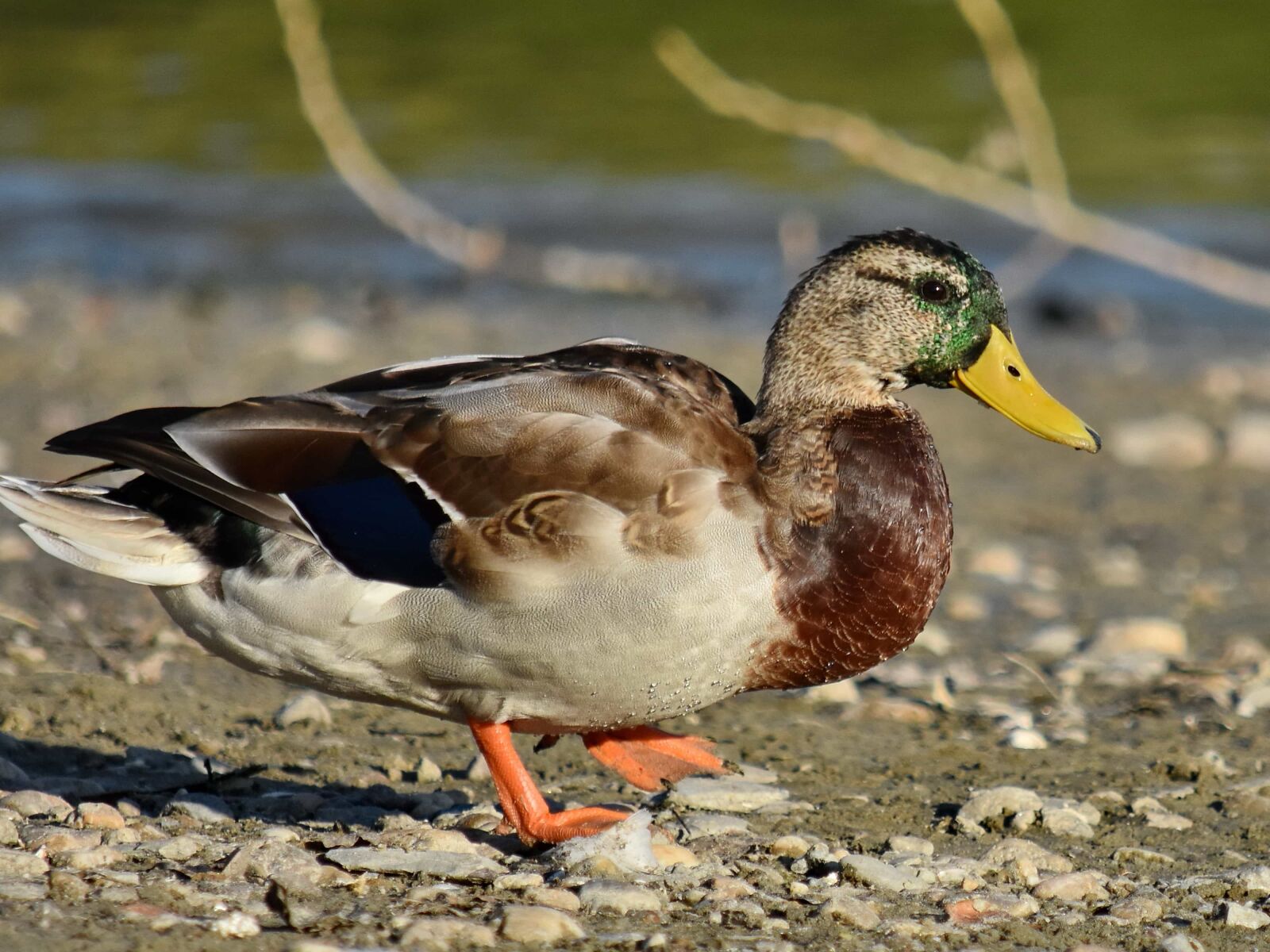 Nikon D5500 sample photo. Beautiful image, mallard, portrait photography