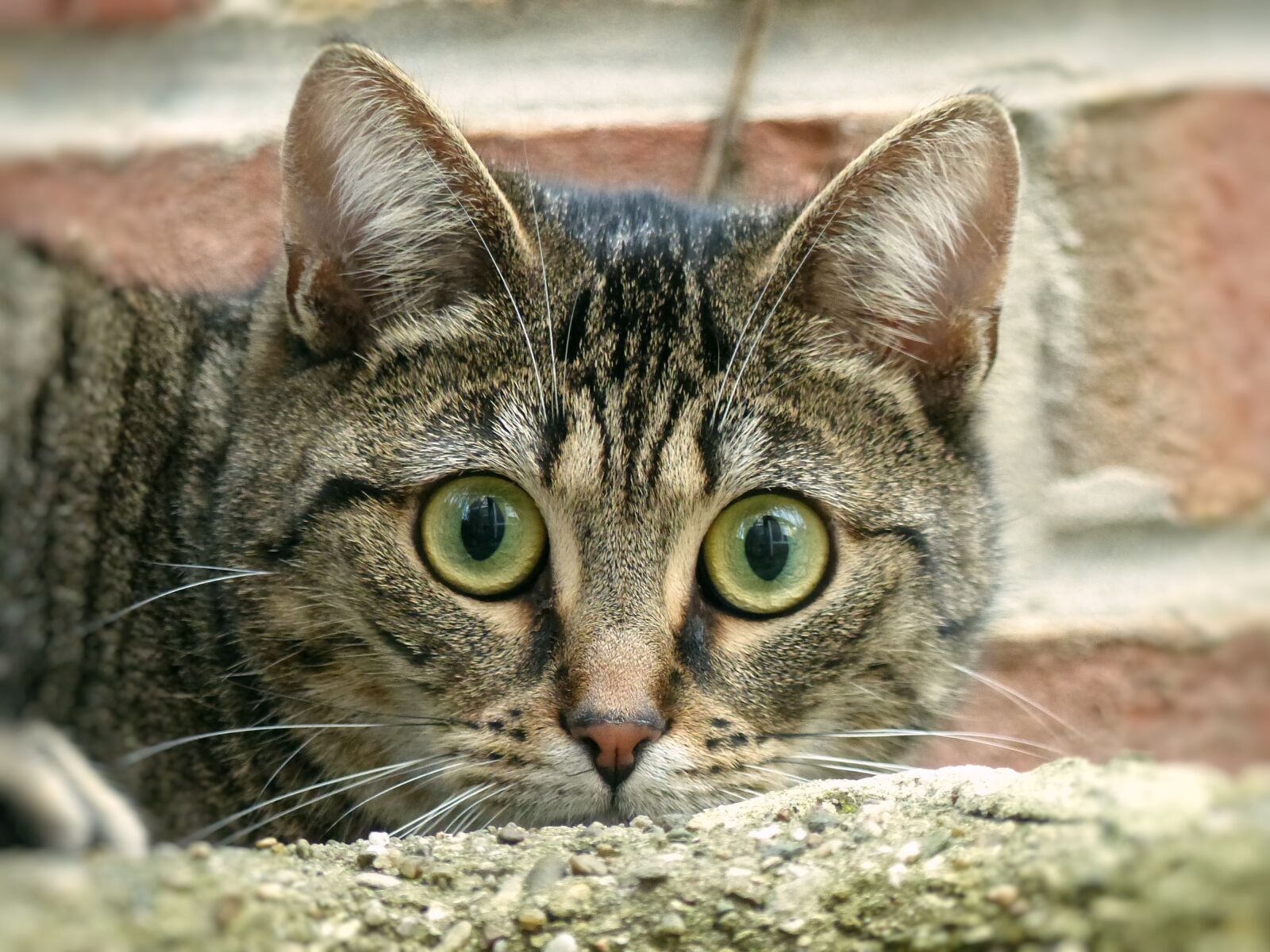 Panasonic Lumix DMC-FZ200 sample photo. Big, eyes, cat, face photography