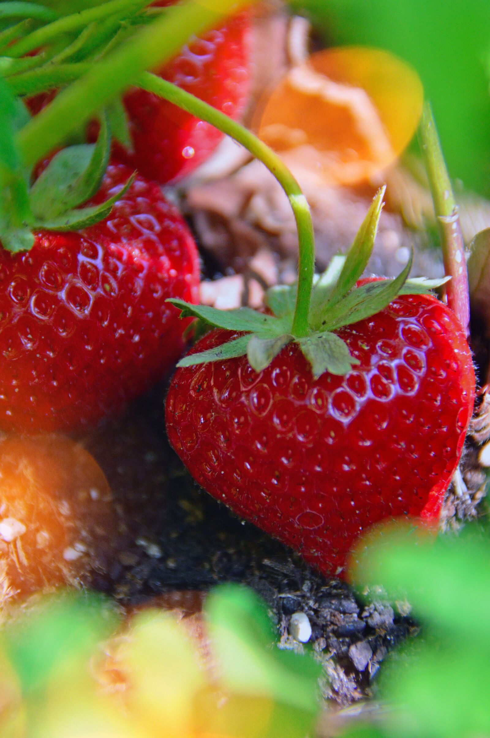 Nikon D3200 sample photo. Ripe strawberry, red strawberries photography