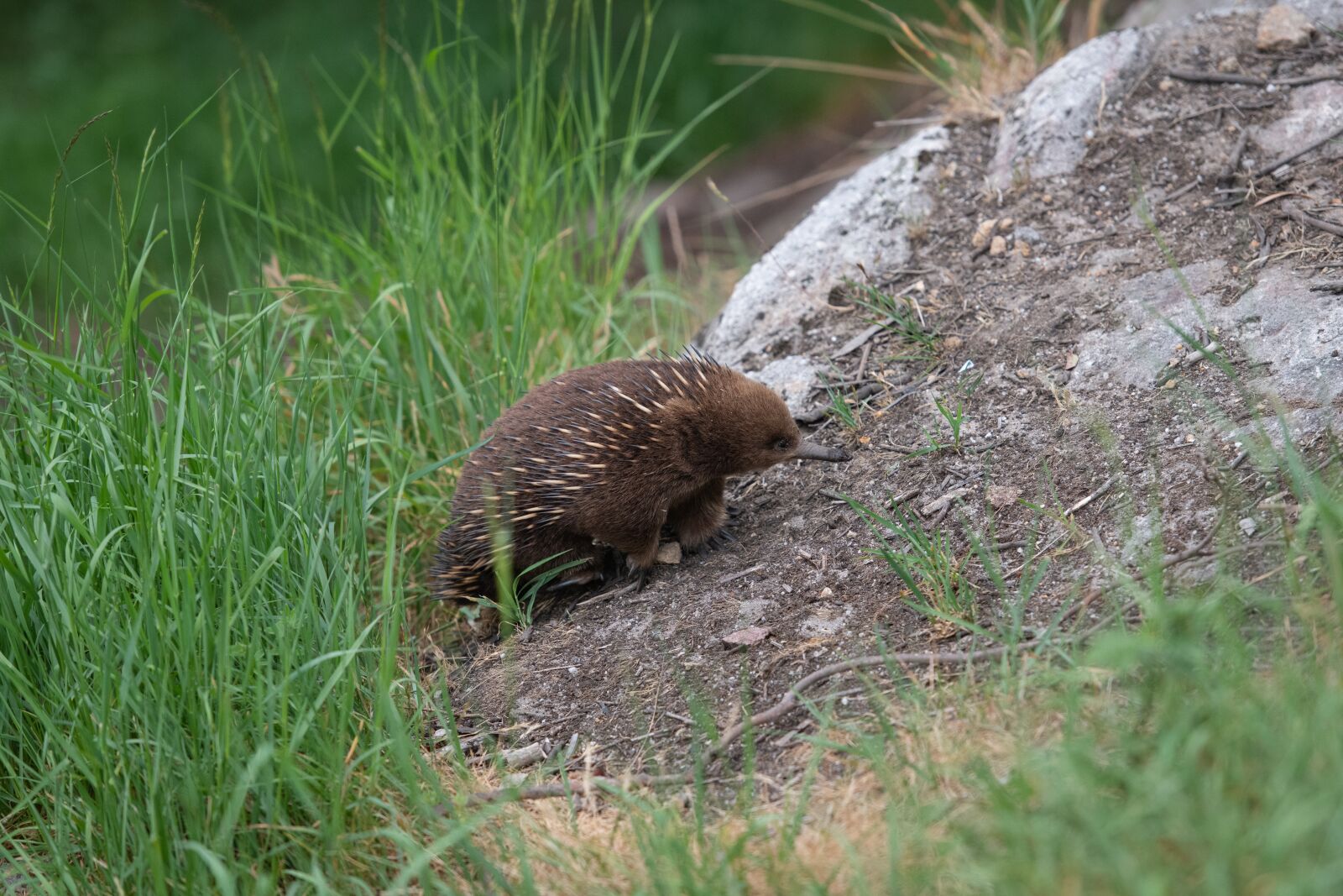 Nikon D850 sample photo. Echidna, monotreme, marsupial photography